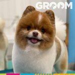 Groom (Novgorodskiy prospekt, 93), pet salon