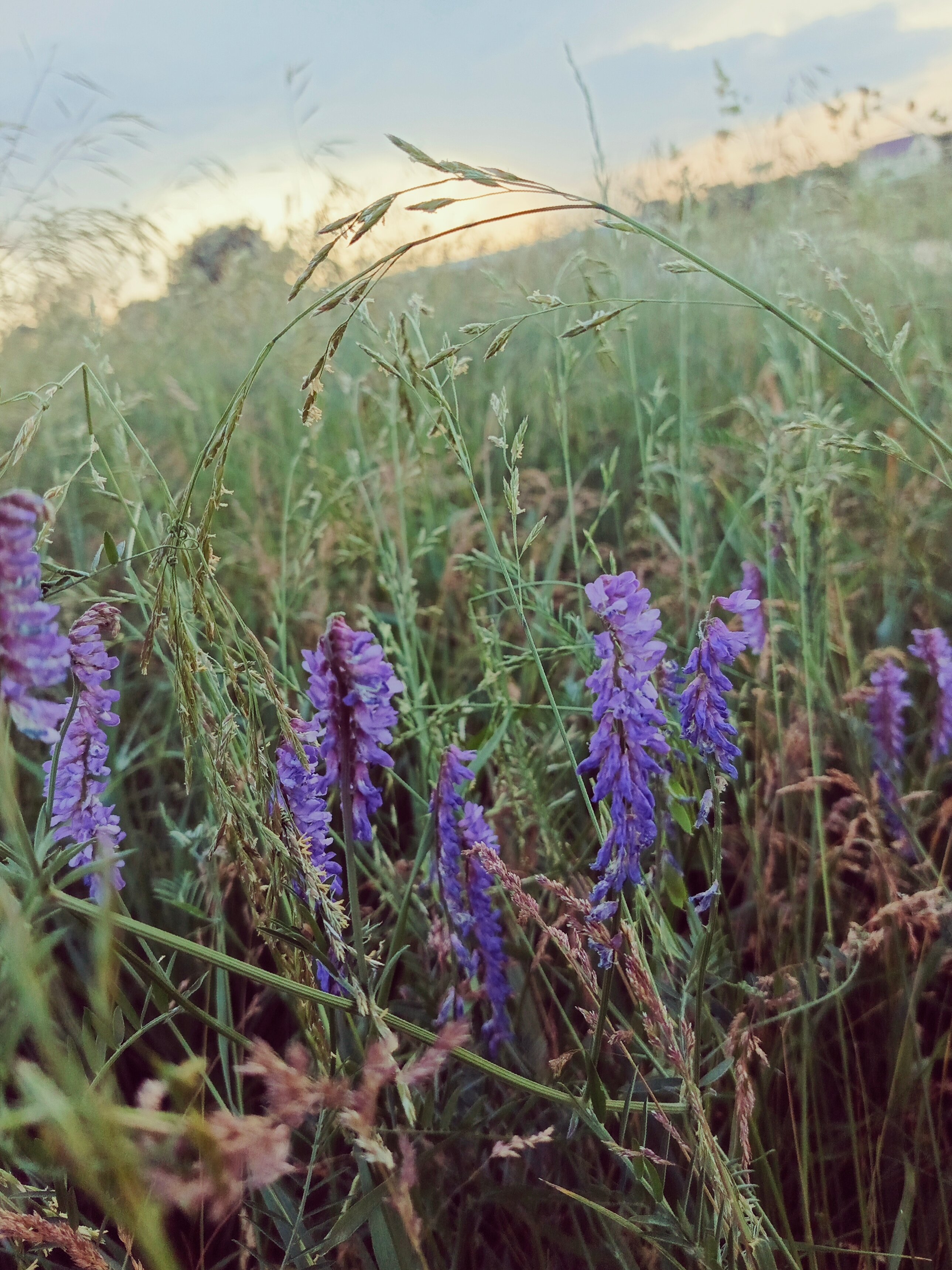 Фото Солнечный Пригорок