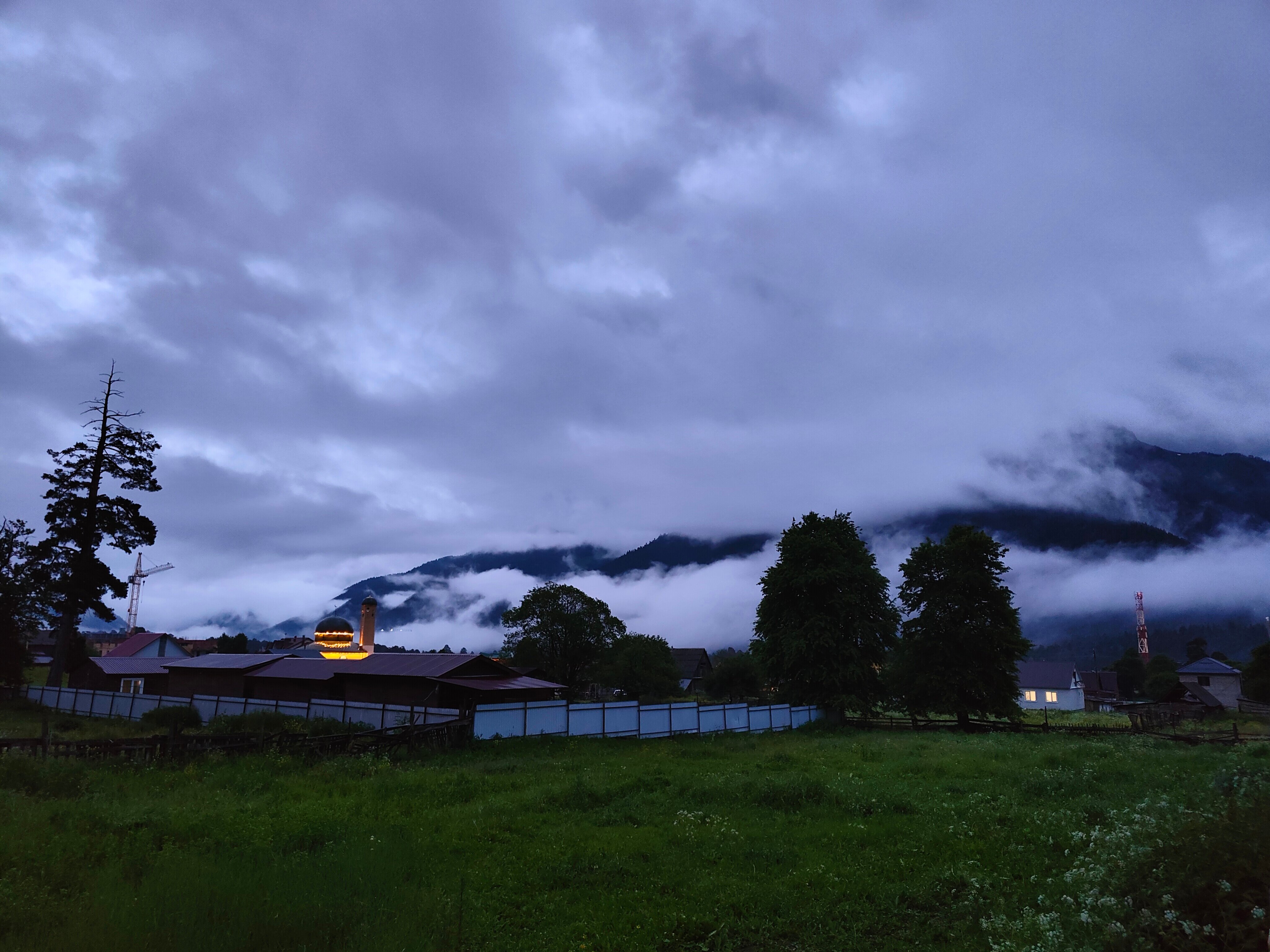 Фото Пихты Snow Point