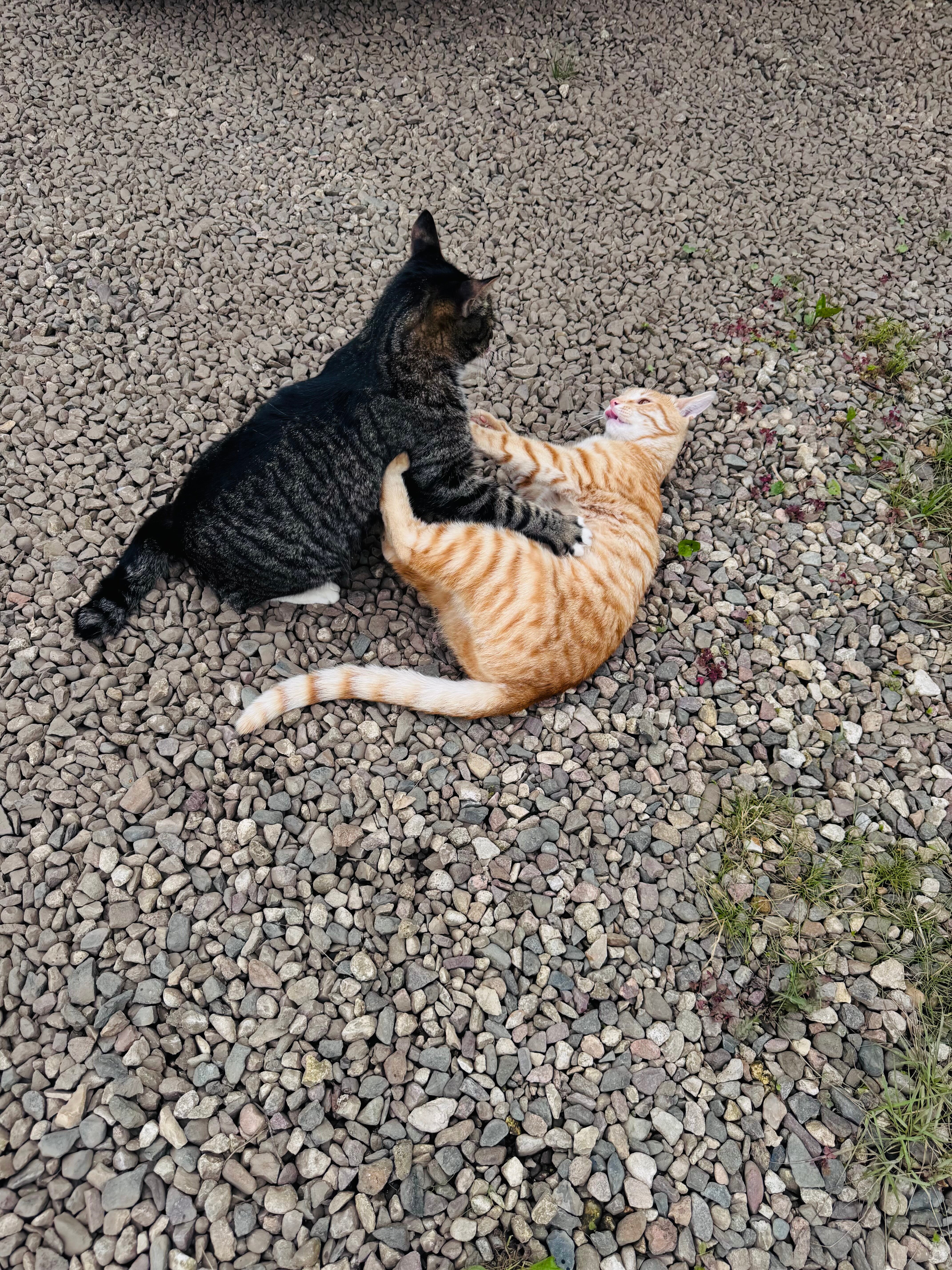 Фото Орхидея