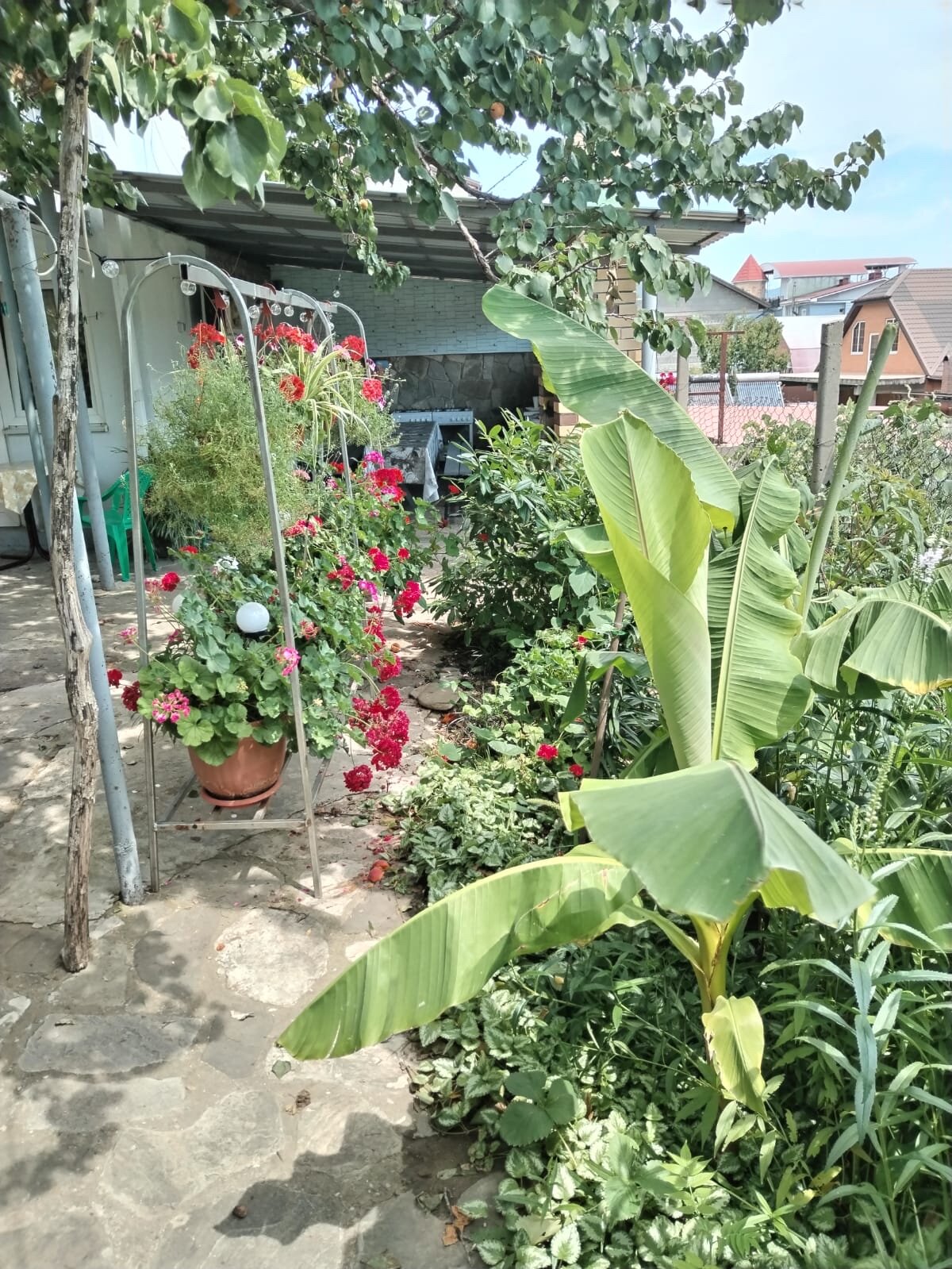 Фото Абрикос