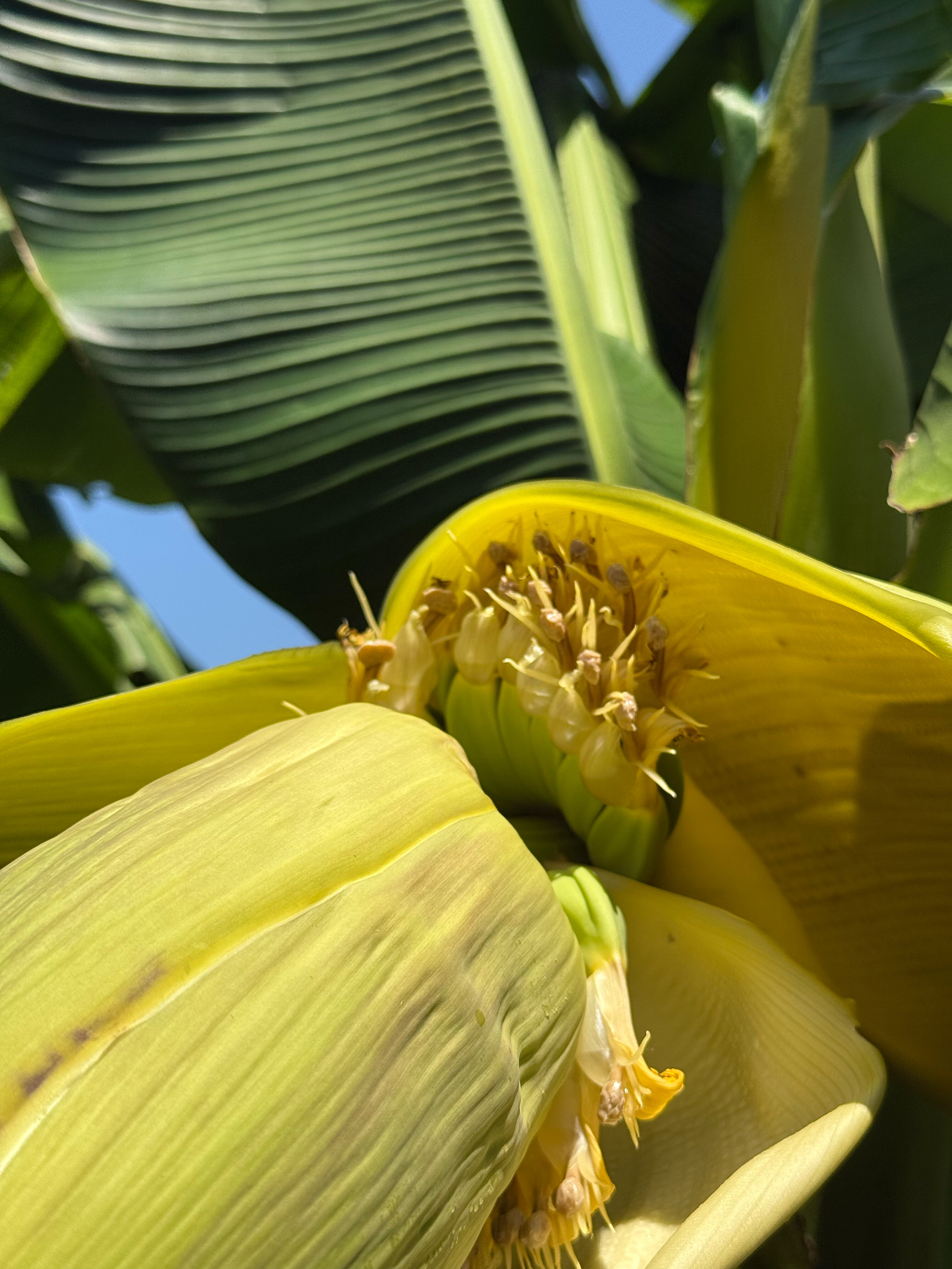 Фото Апартаменты в Адлере