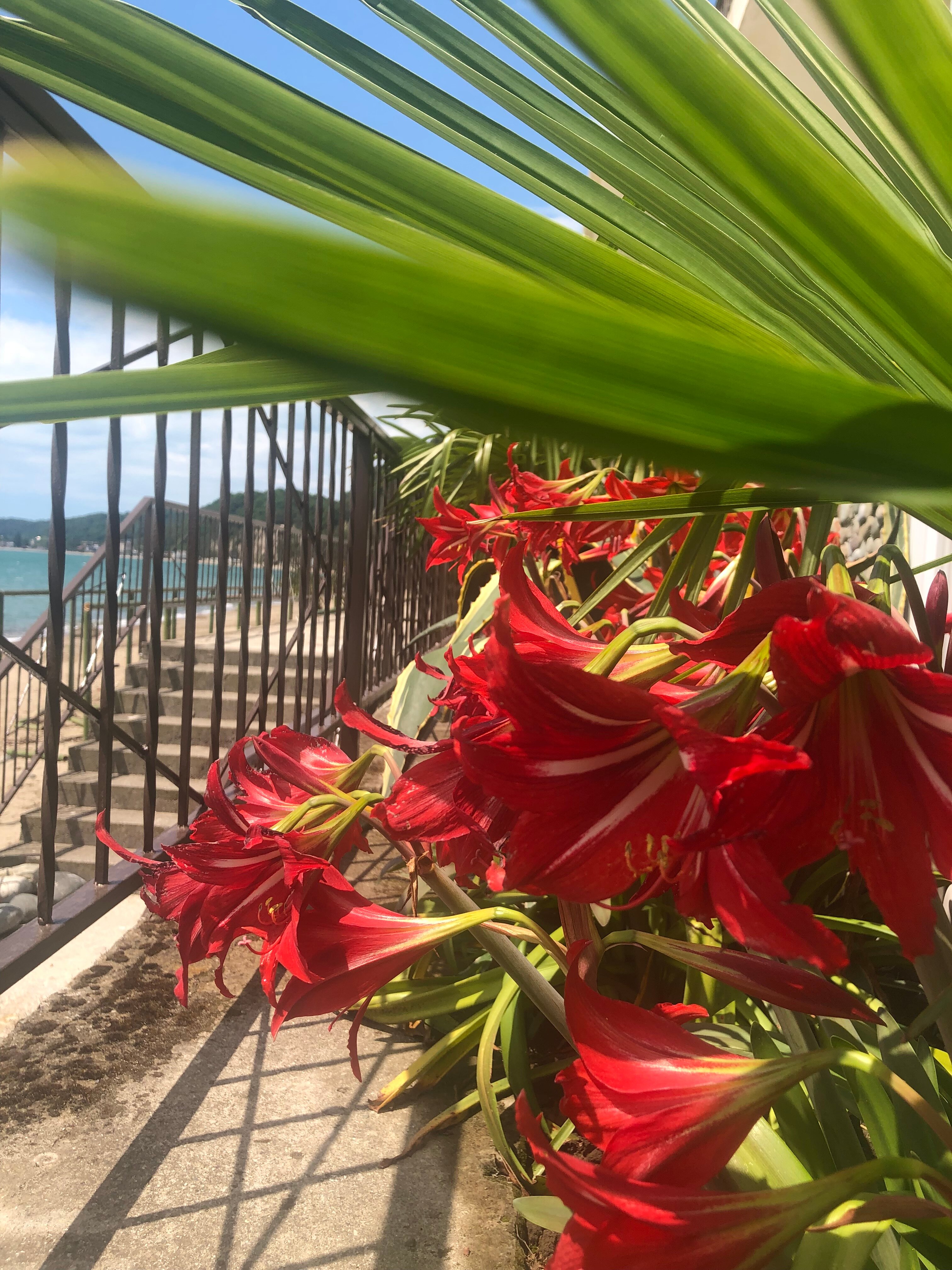 Фото Арбика