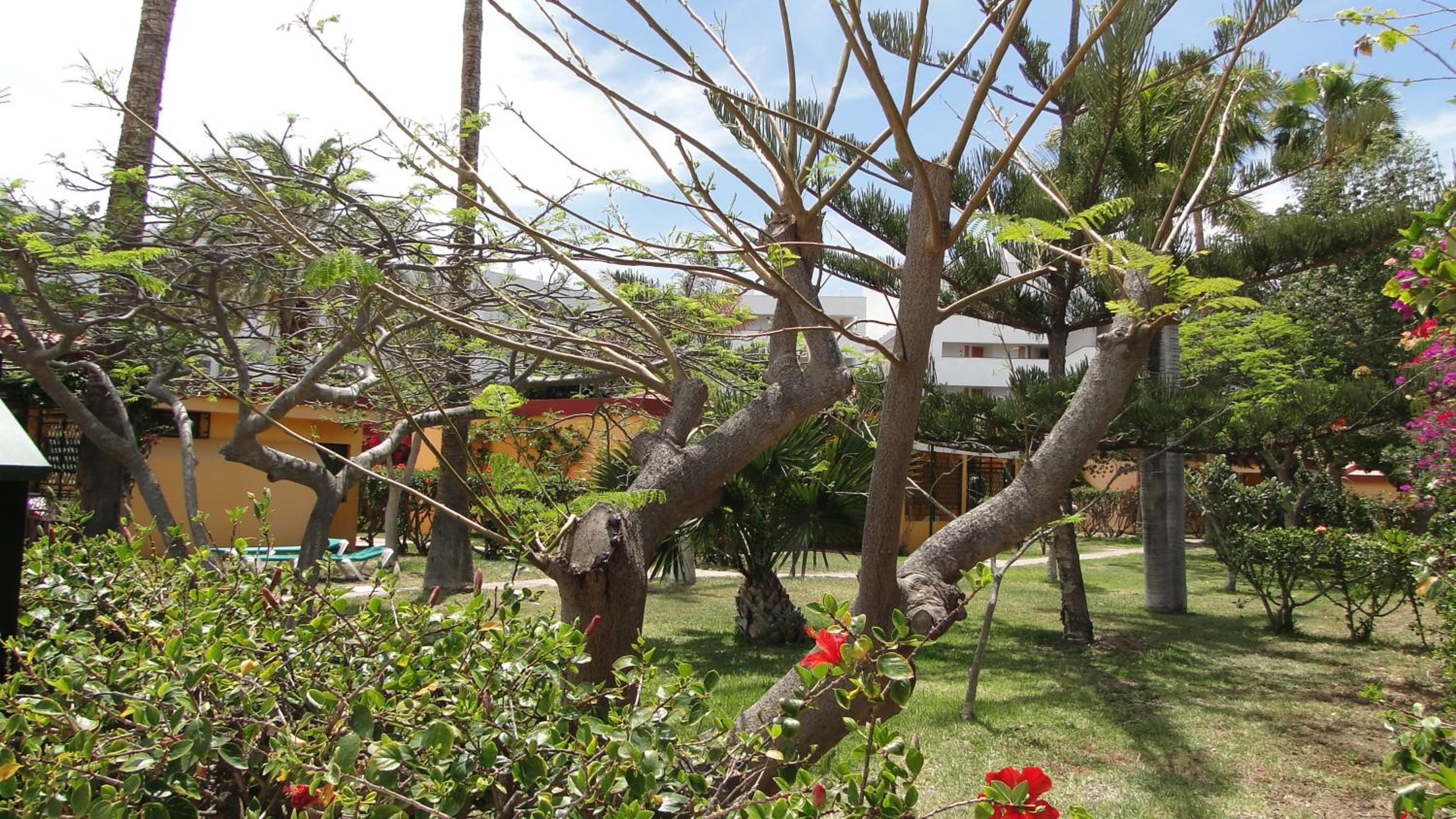 Фото Bungalows Artemisa Gay Men Only