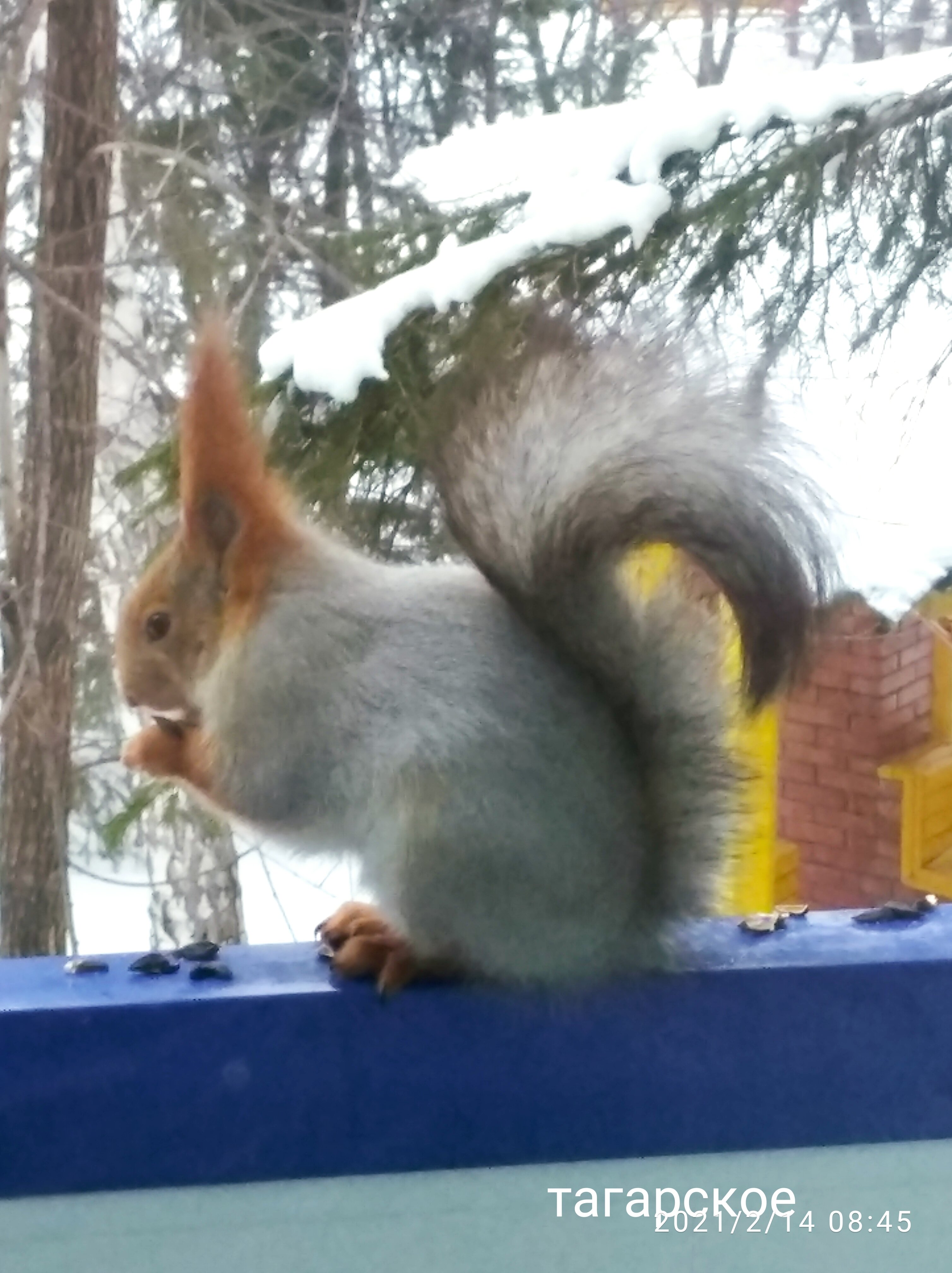 Фото Сосновый бор