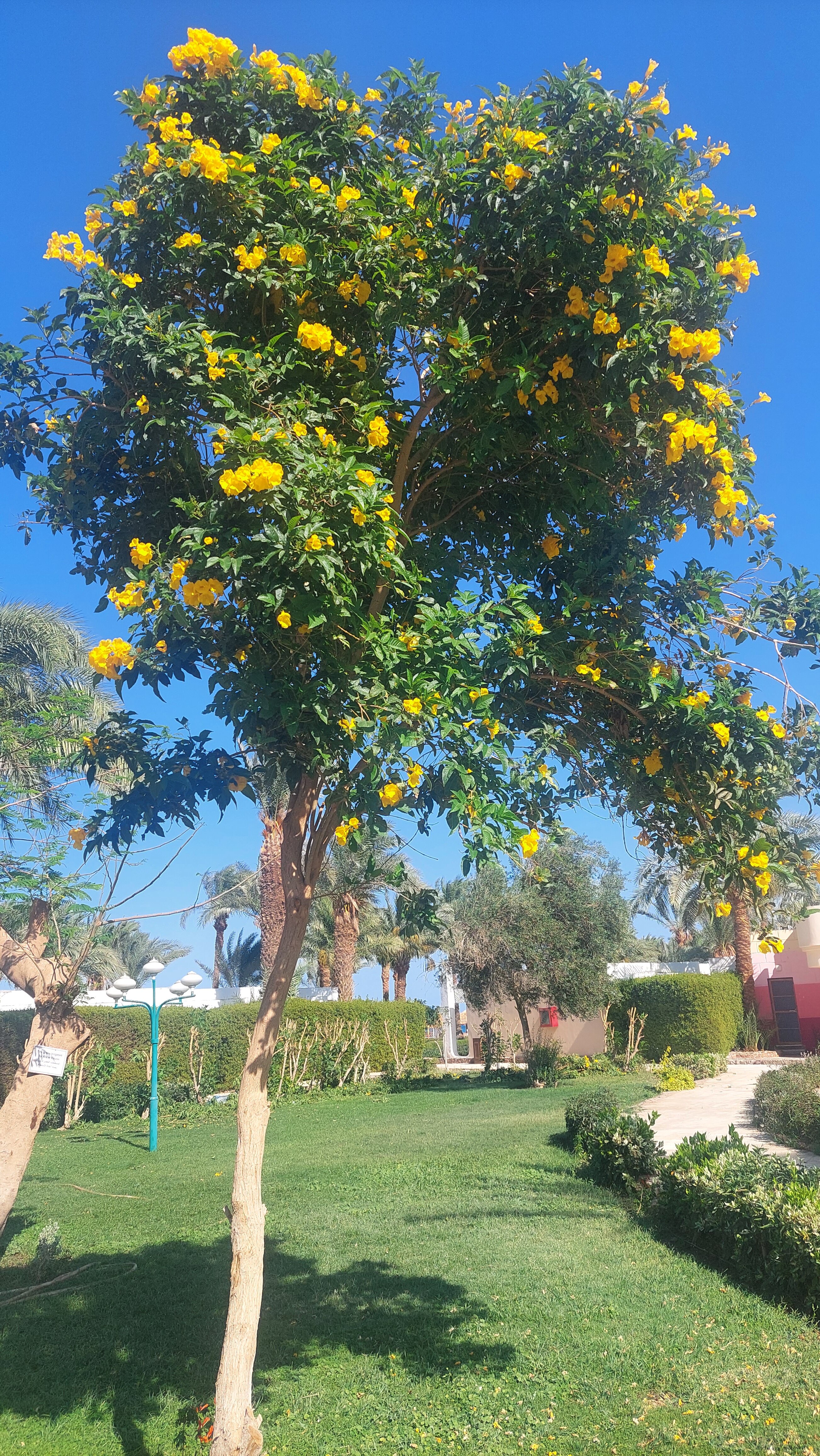 Фото Менавиль Резорт