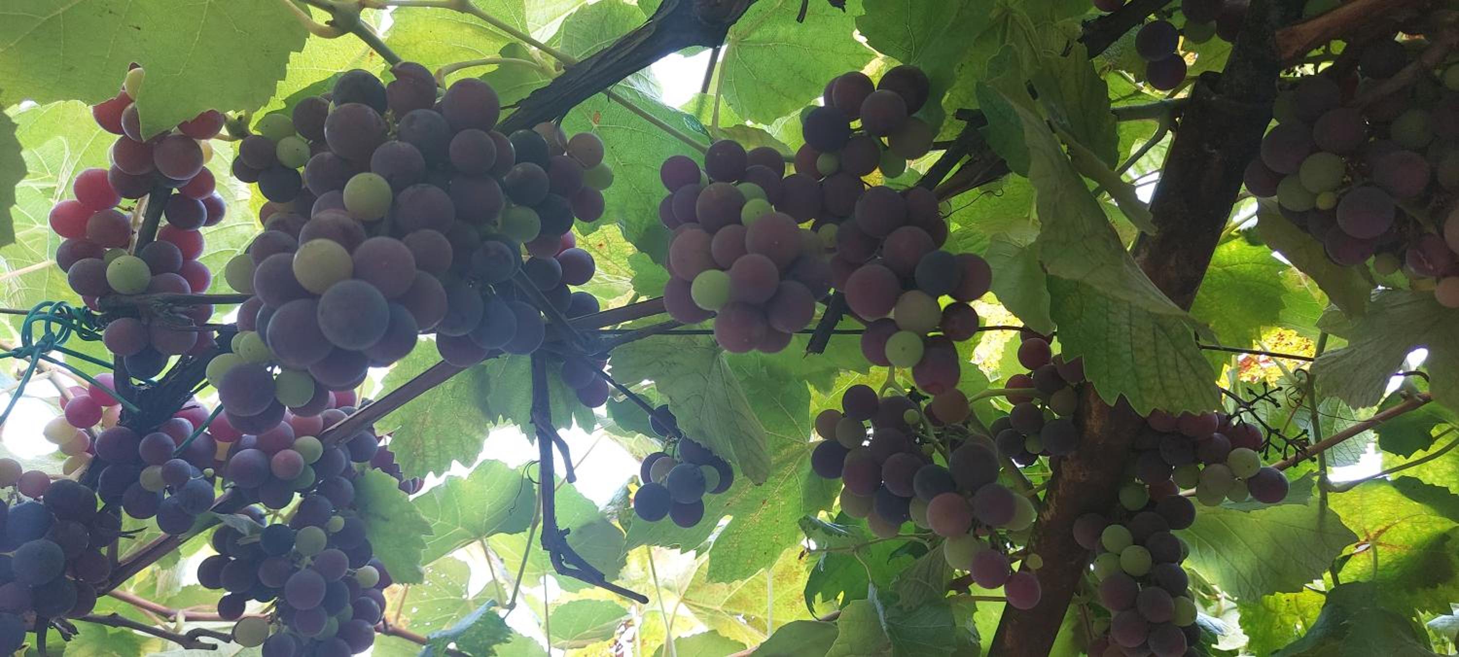 Фото Barnet House Lamezia