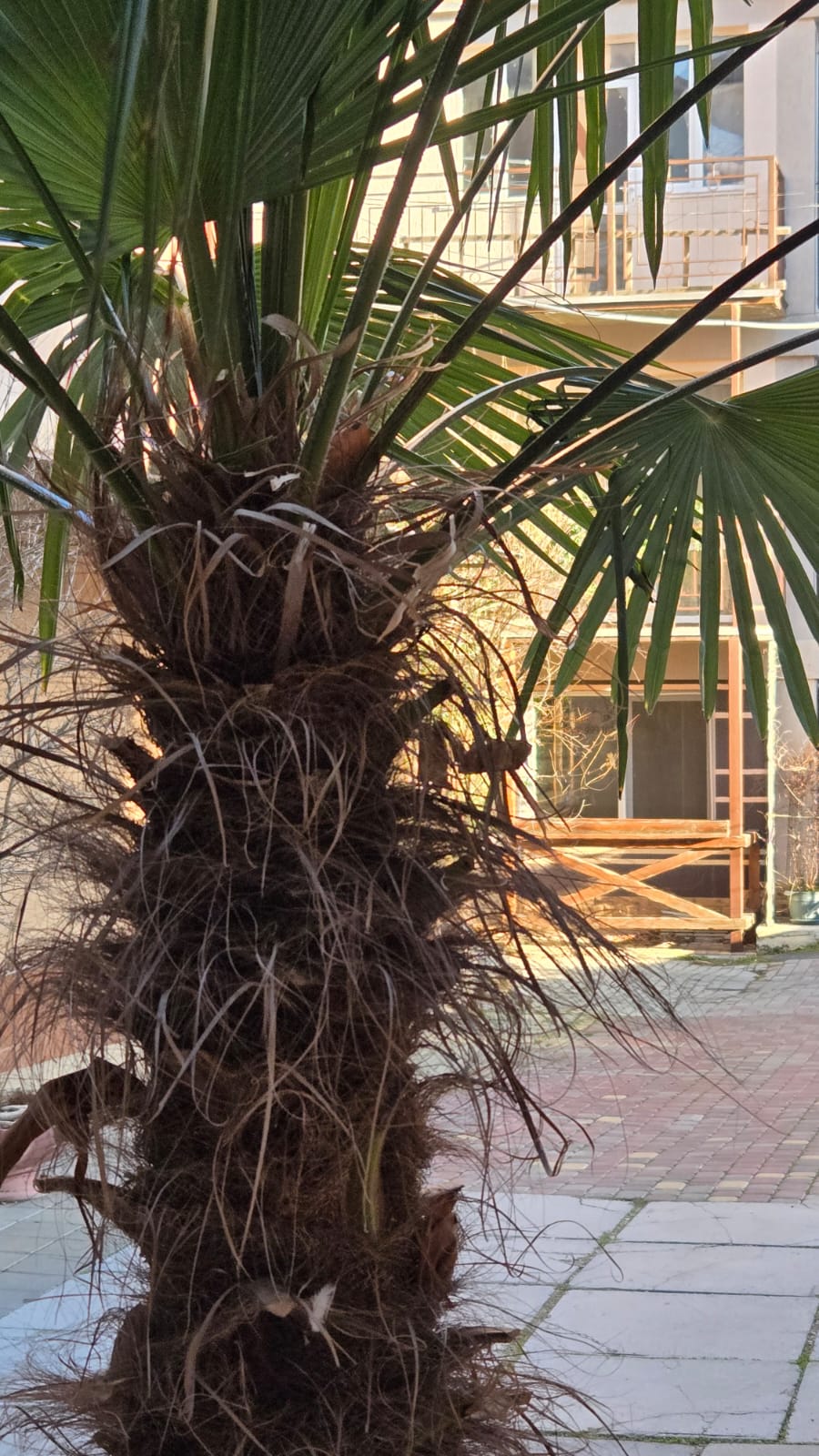 Фото Горная лаванда