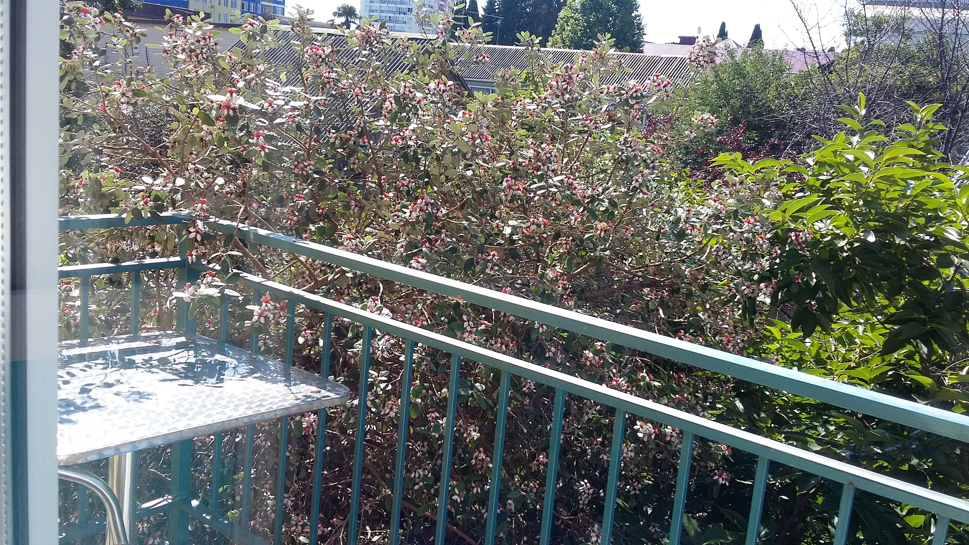 Фото Гринго