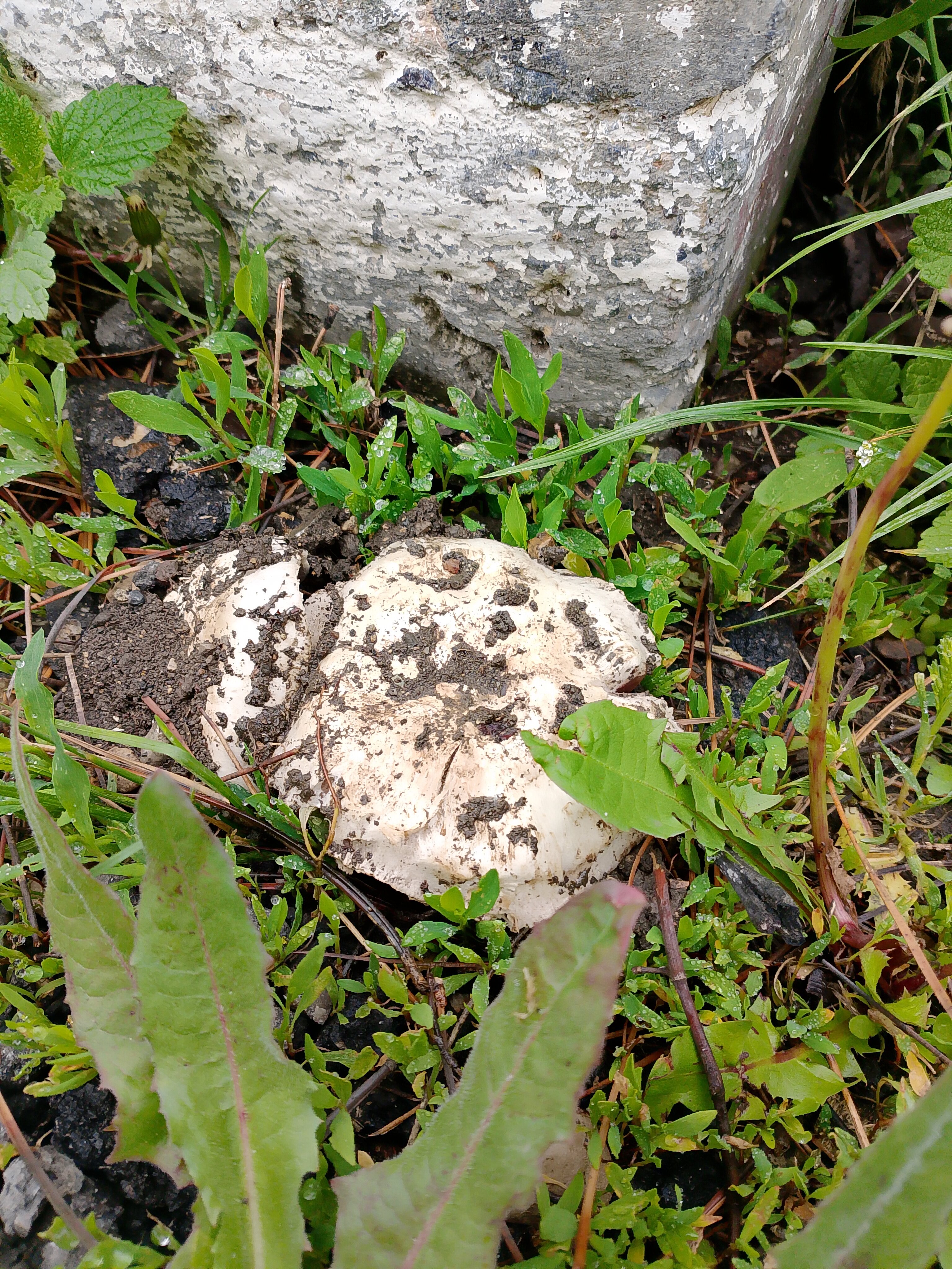 Фото Баталин