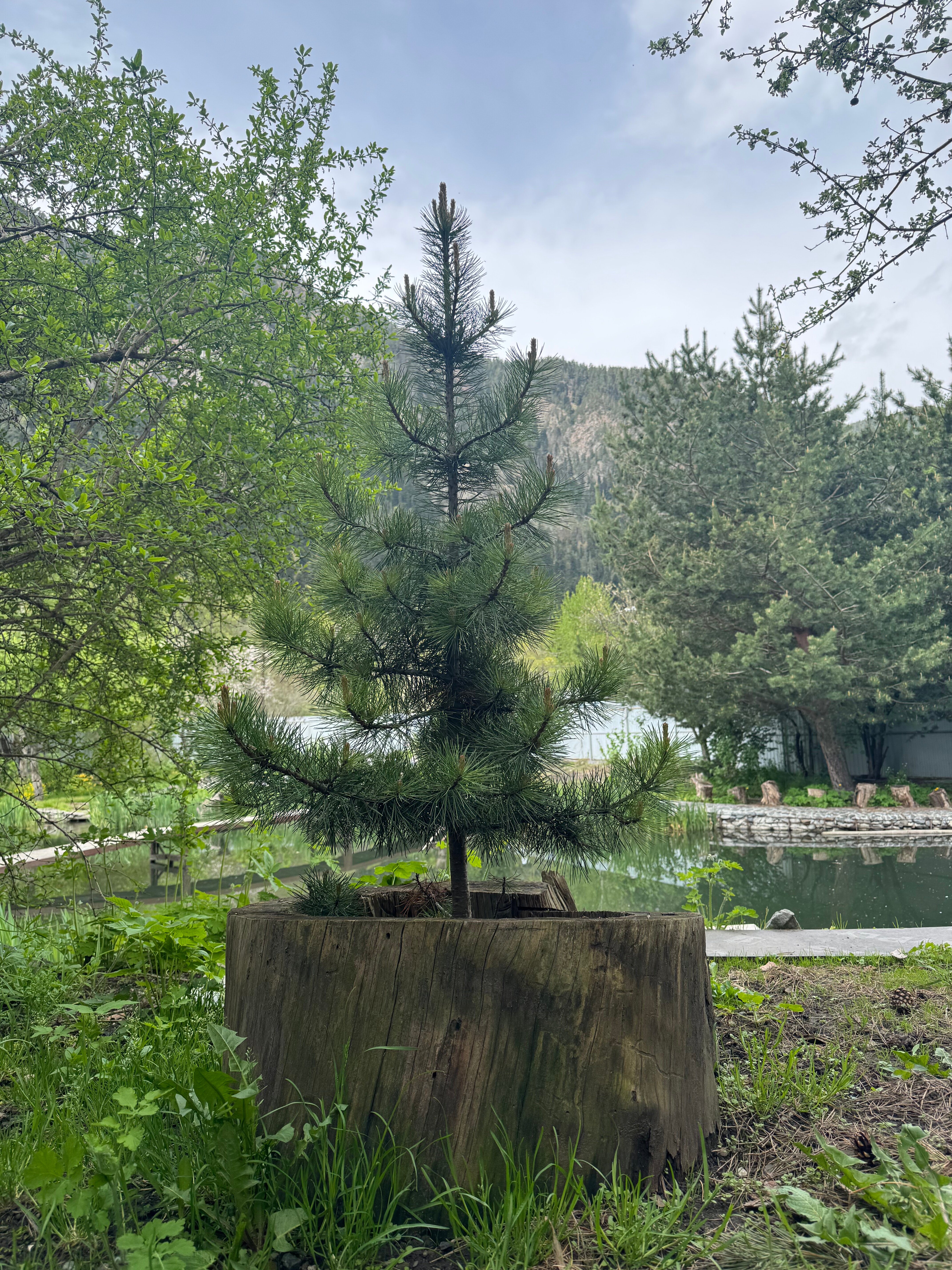 Фото Кипрей