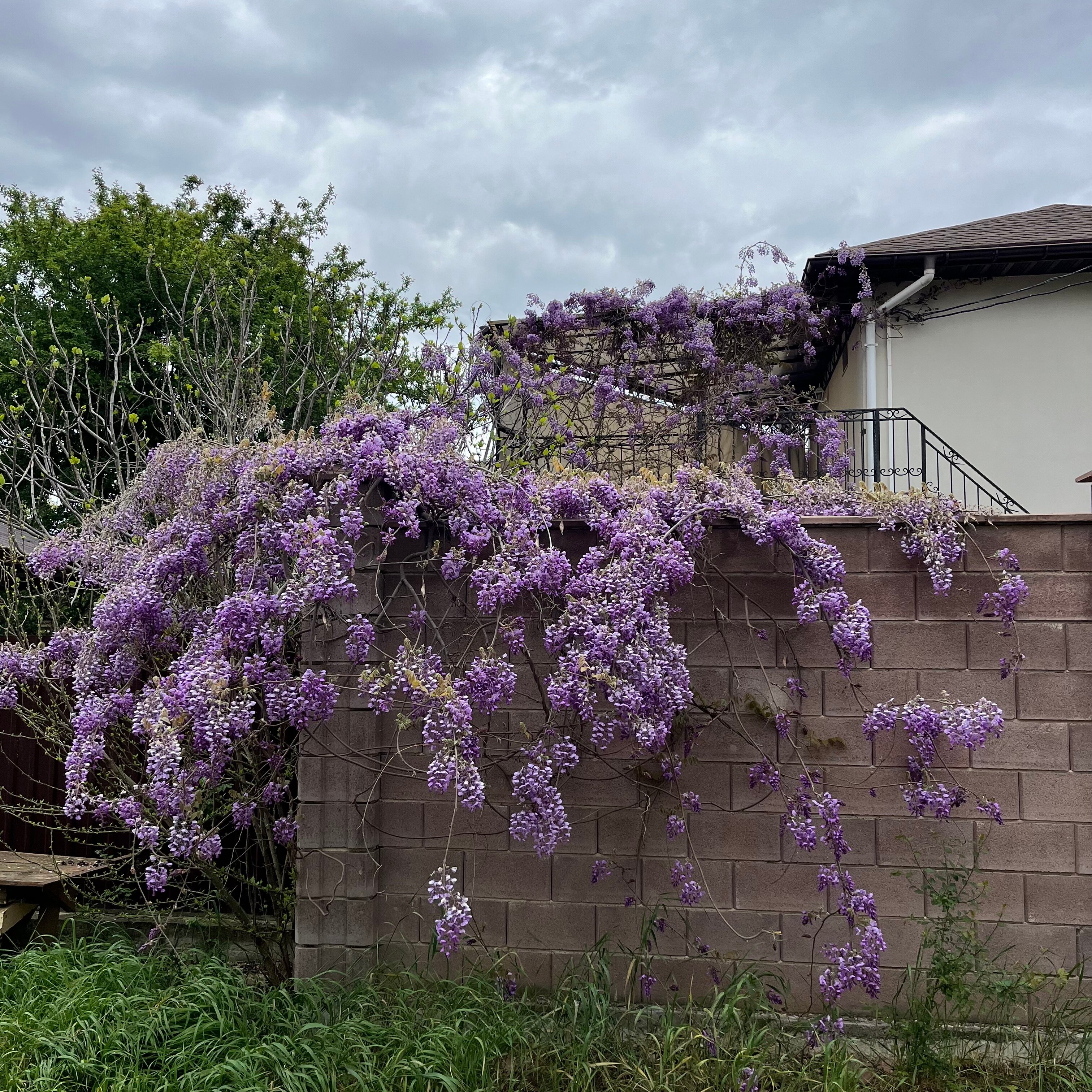 Фото Шато Блан