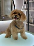 Diamond Groom (Solntsevsky Avenue, 19) ، صالون حيوانات أليفة