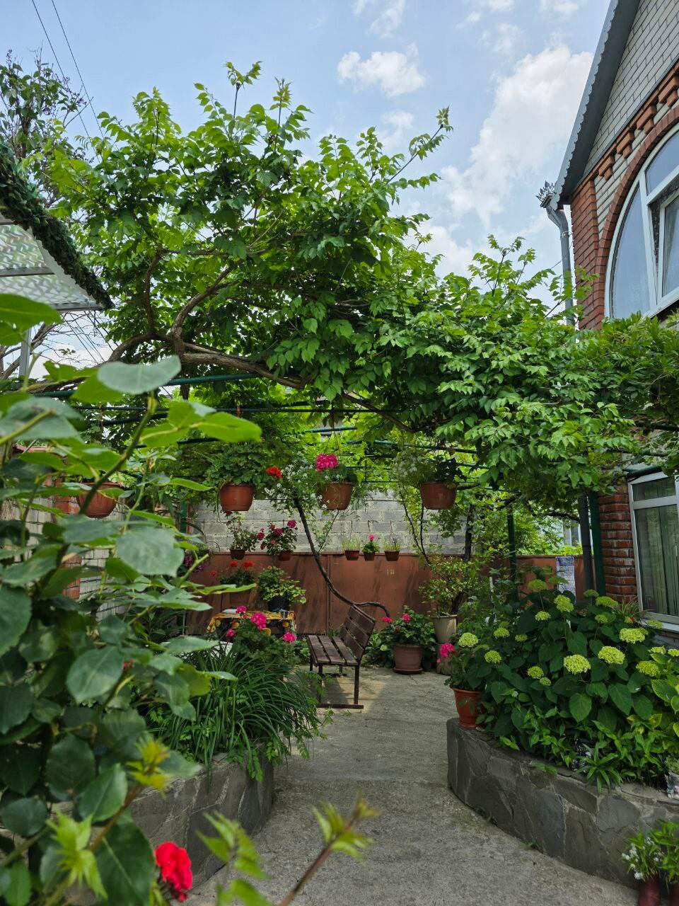 Фото Абрикос