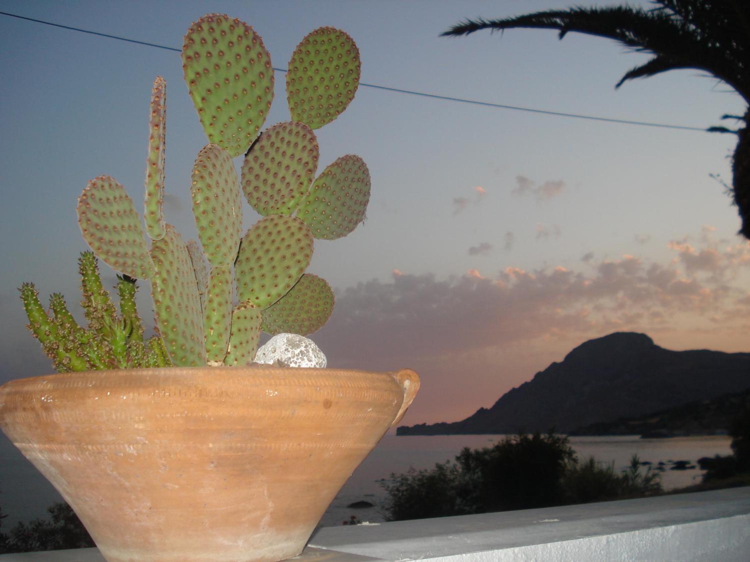 Фото Skinos Apartments and Studios