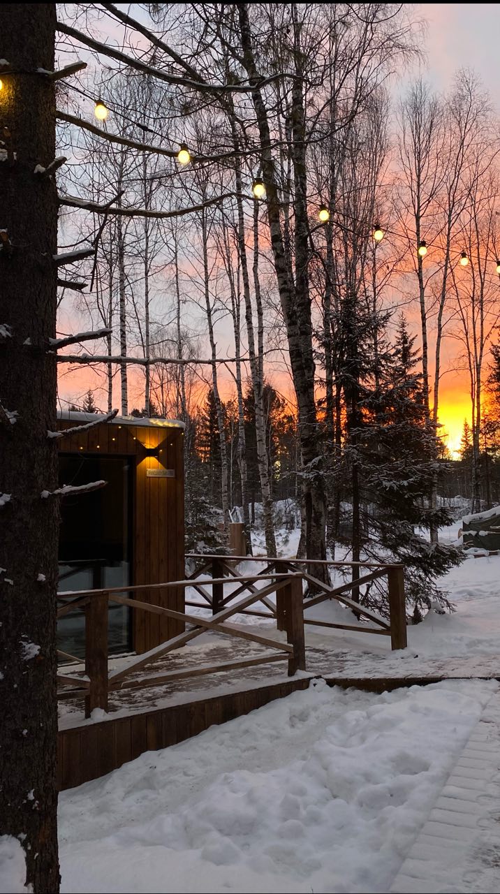 Фото Снежные Гуси