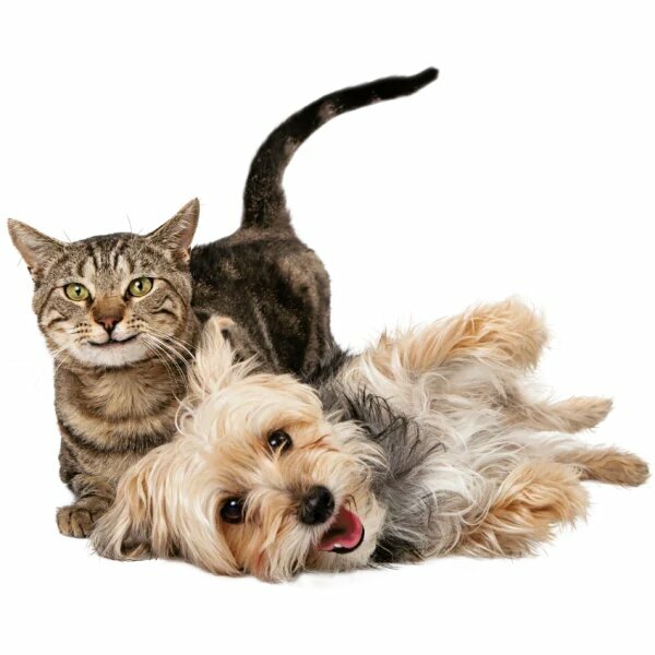 Pet salon Wellpet, Abu Dhabi, photo