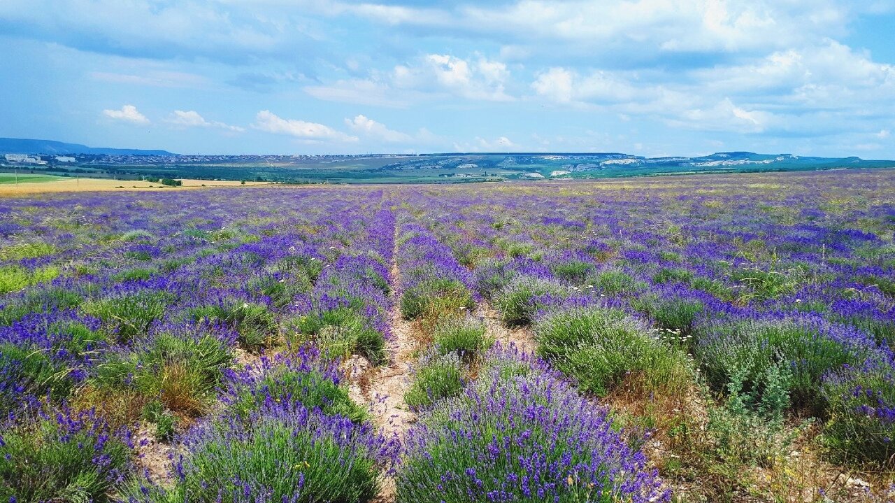 Фото Вилла Пилигрим