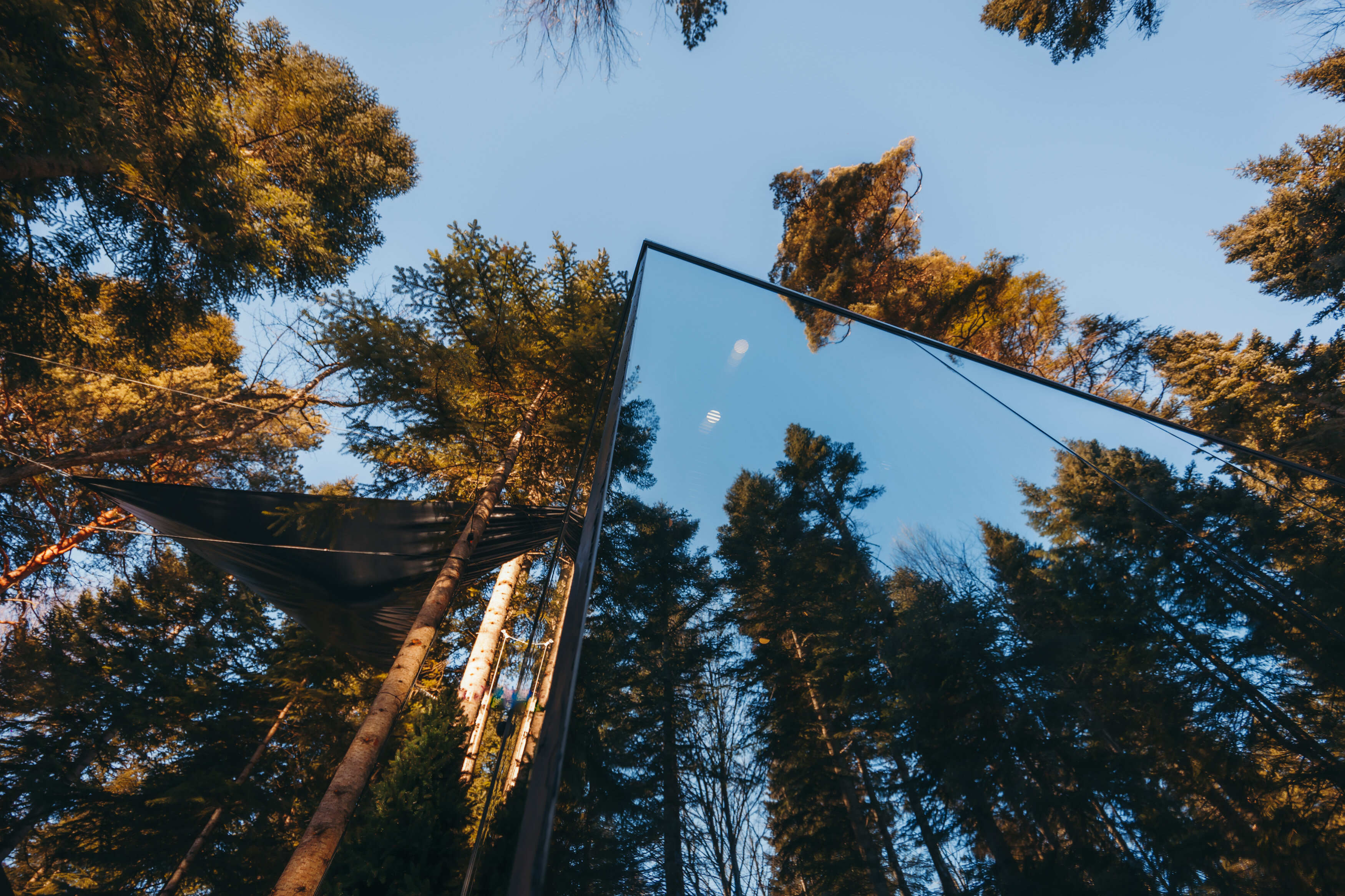 Фото Magic Forest