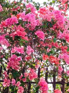 Гостиница Villa Kalachuchi B&b