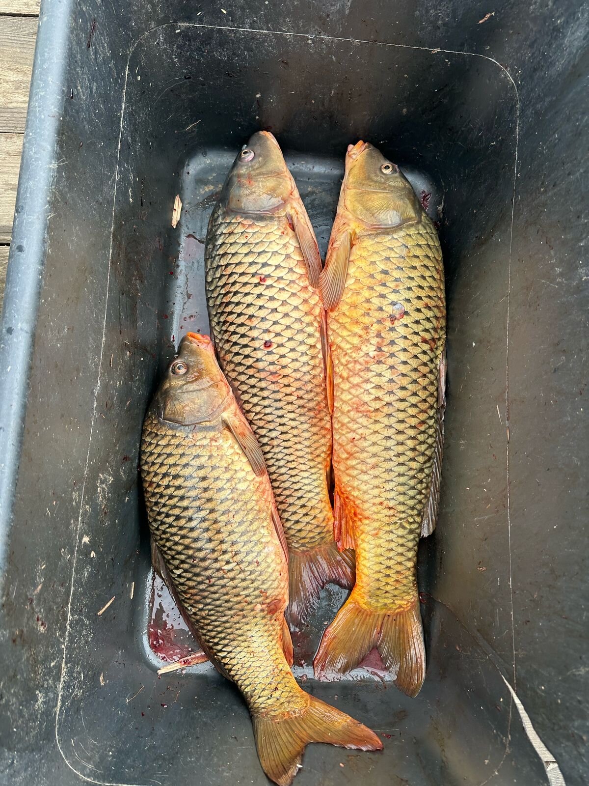 Фото Тополь - Эм