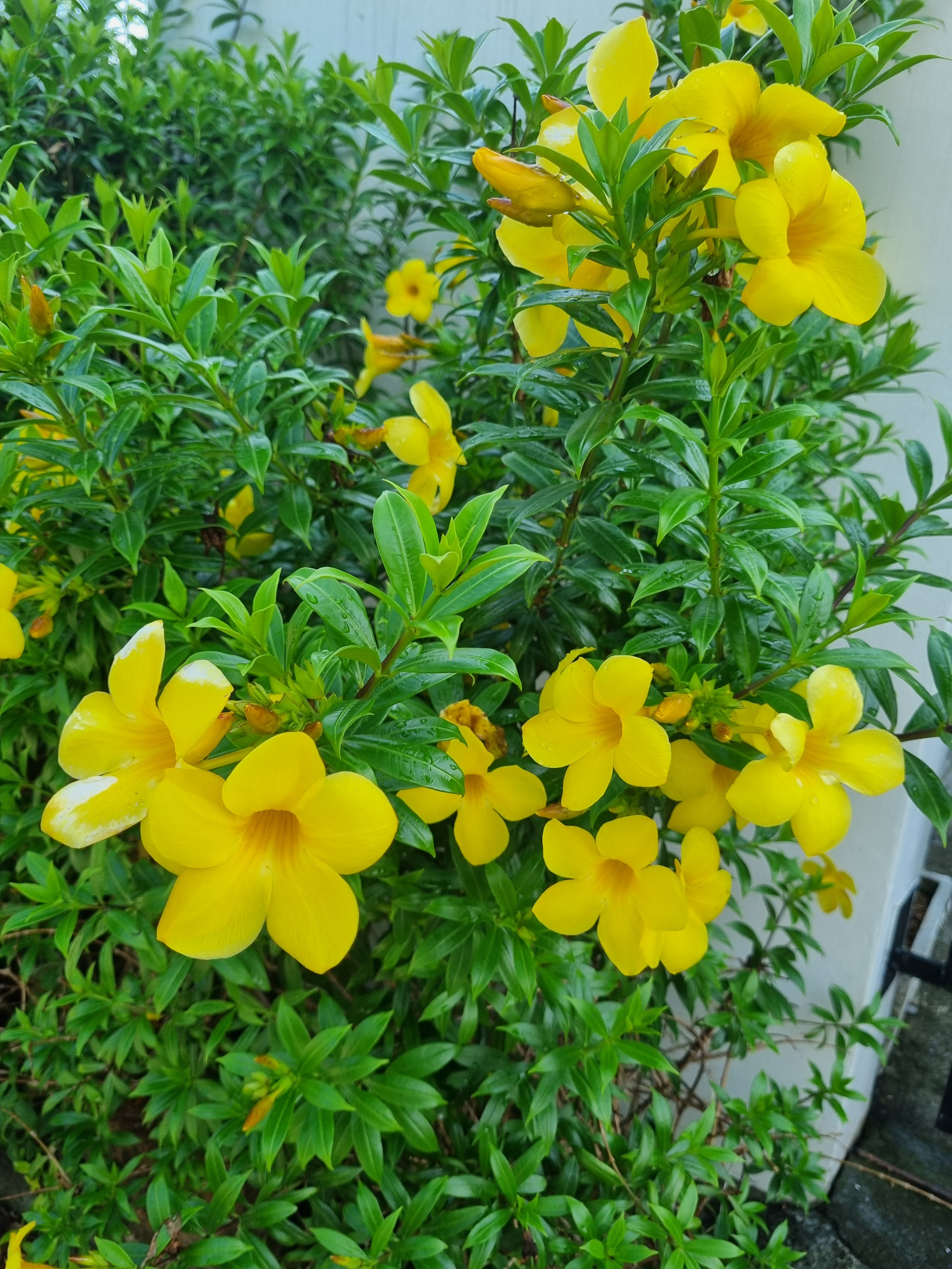 Фото D Varee Mai Khao Beach