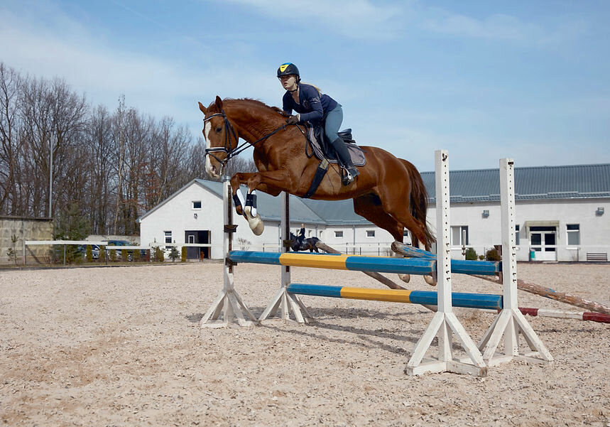 Horse harness Al Maidan, equestrian equipment shop, Ajman, photo