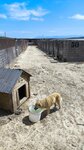 Hayot Dog Shelter (Tashkent Region, Kibray District), animal shelter