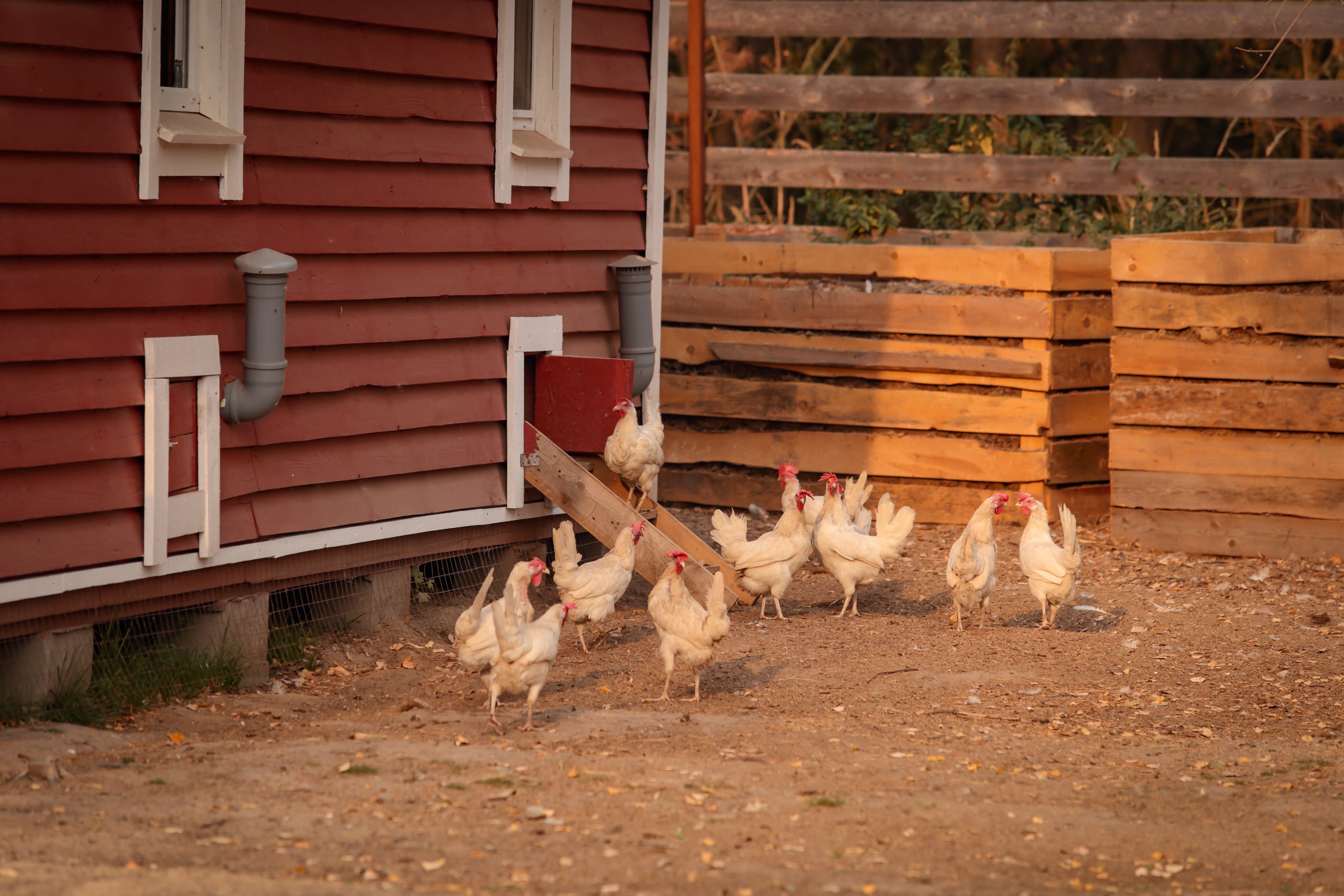 Фото А-Ферма
