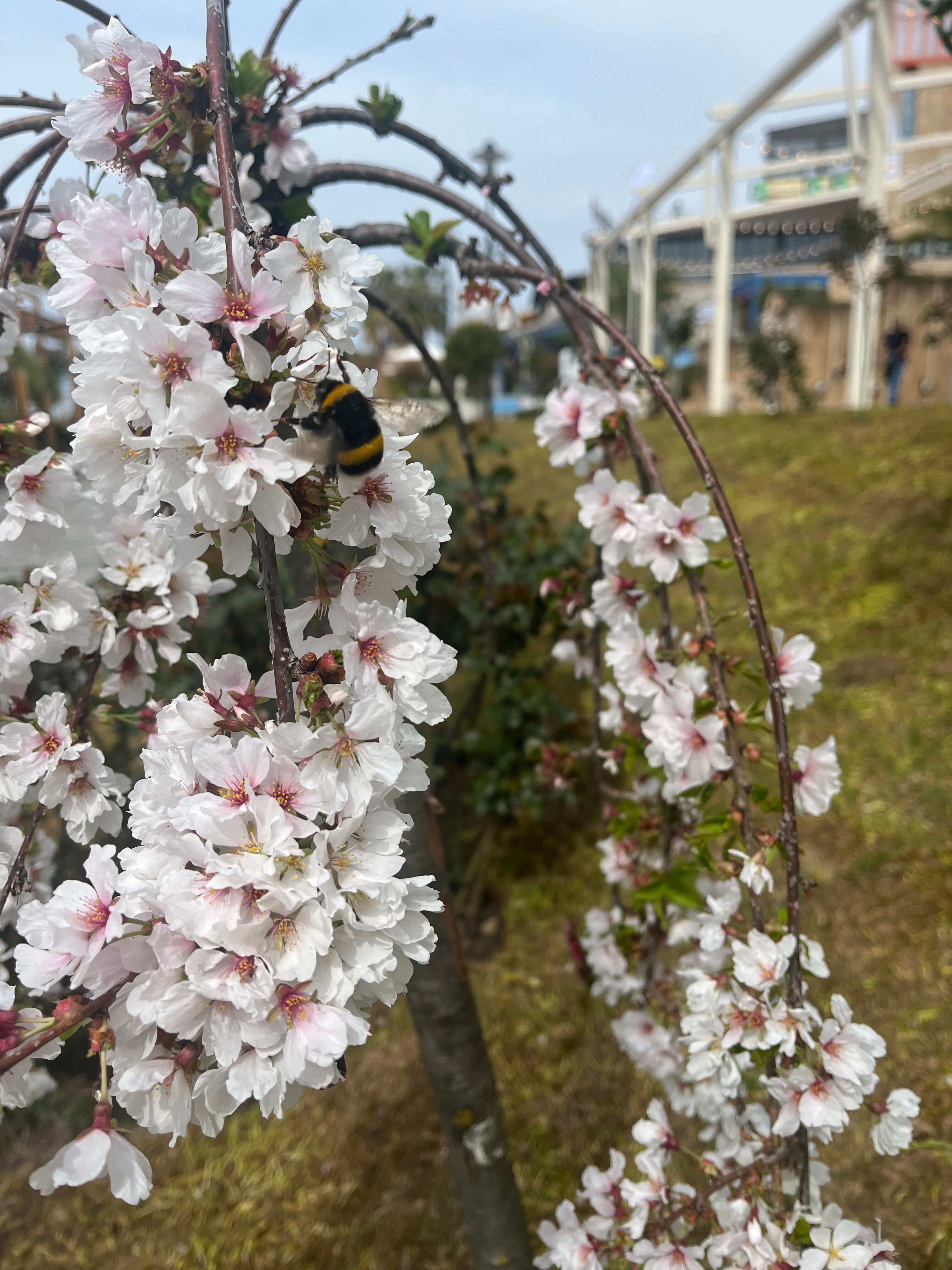 Фото Апартаменты Funduke