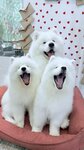 Happy Girl Samoed (Medovy Lane, 8) ، صالون حيوانات أليفة