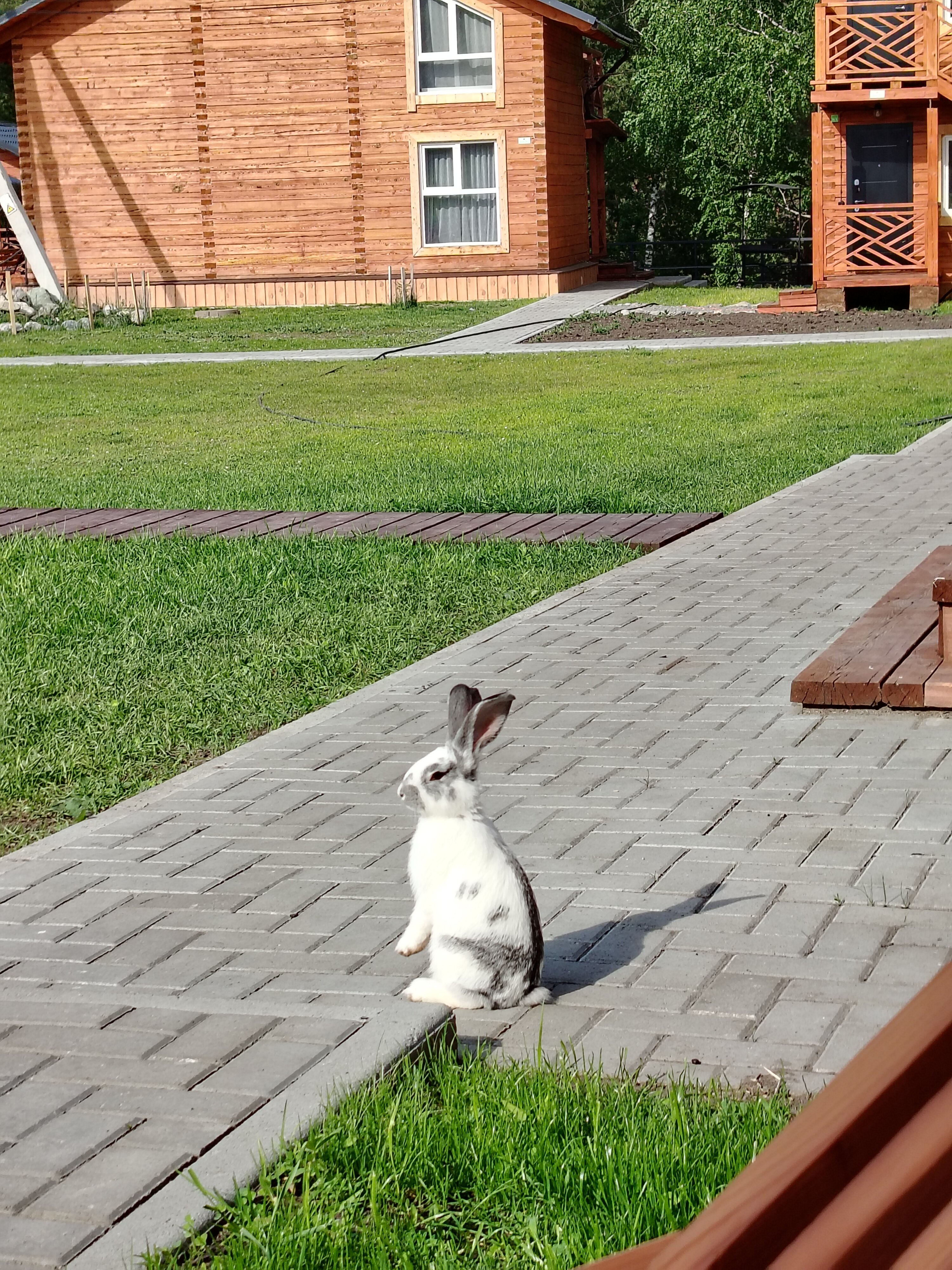 Фото Клубника & Мята