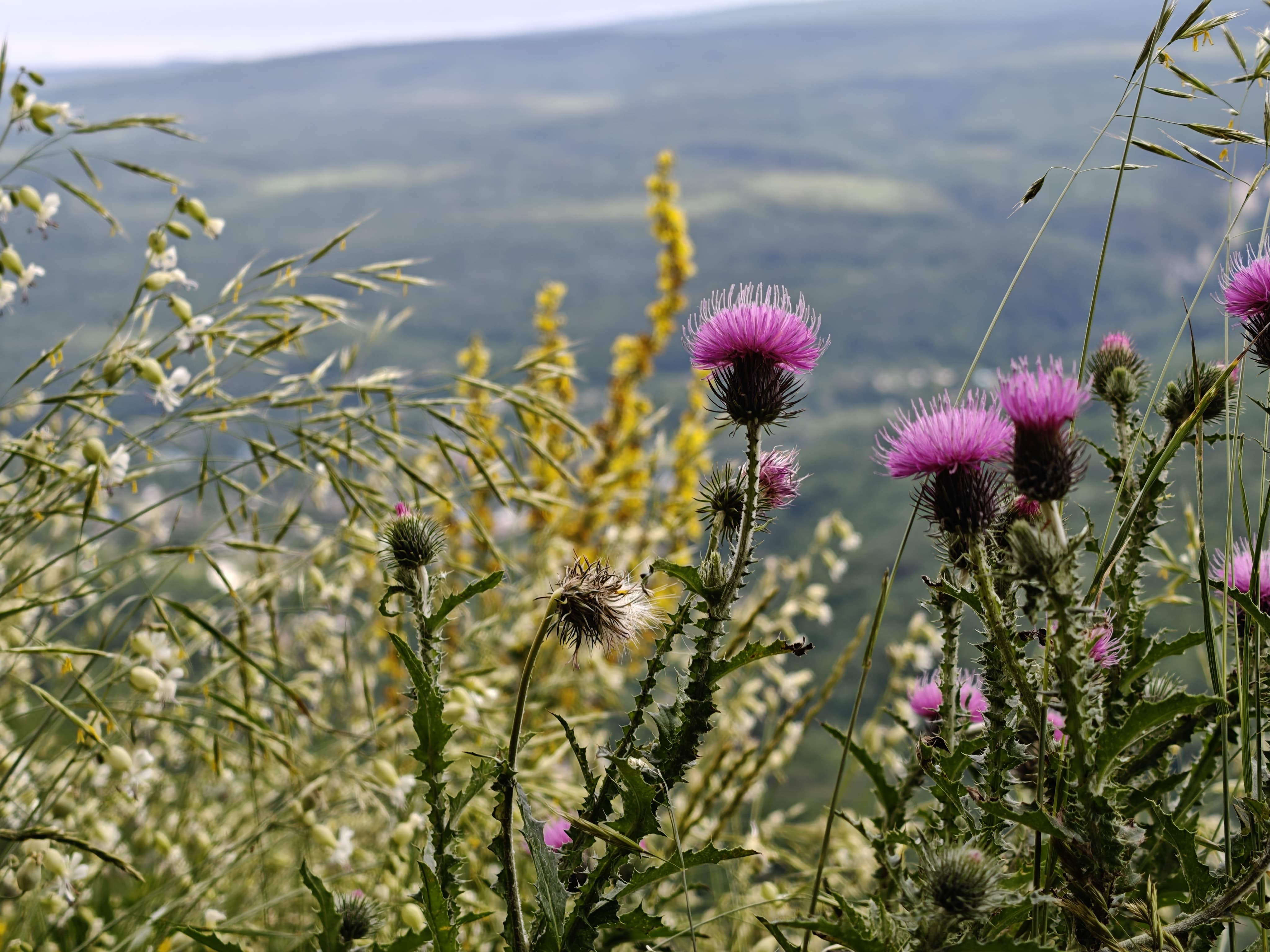 Фото Мезмай Мезон
