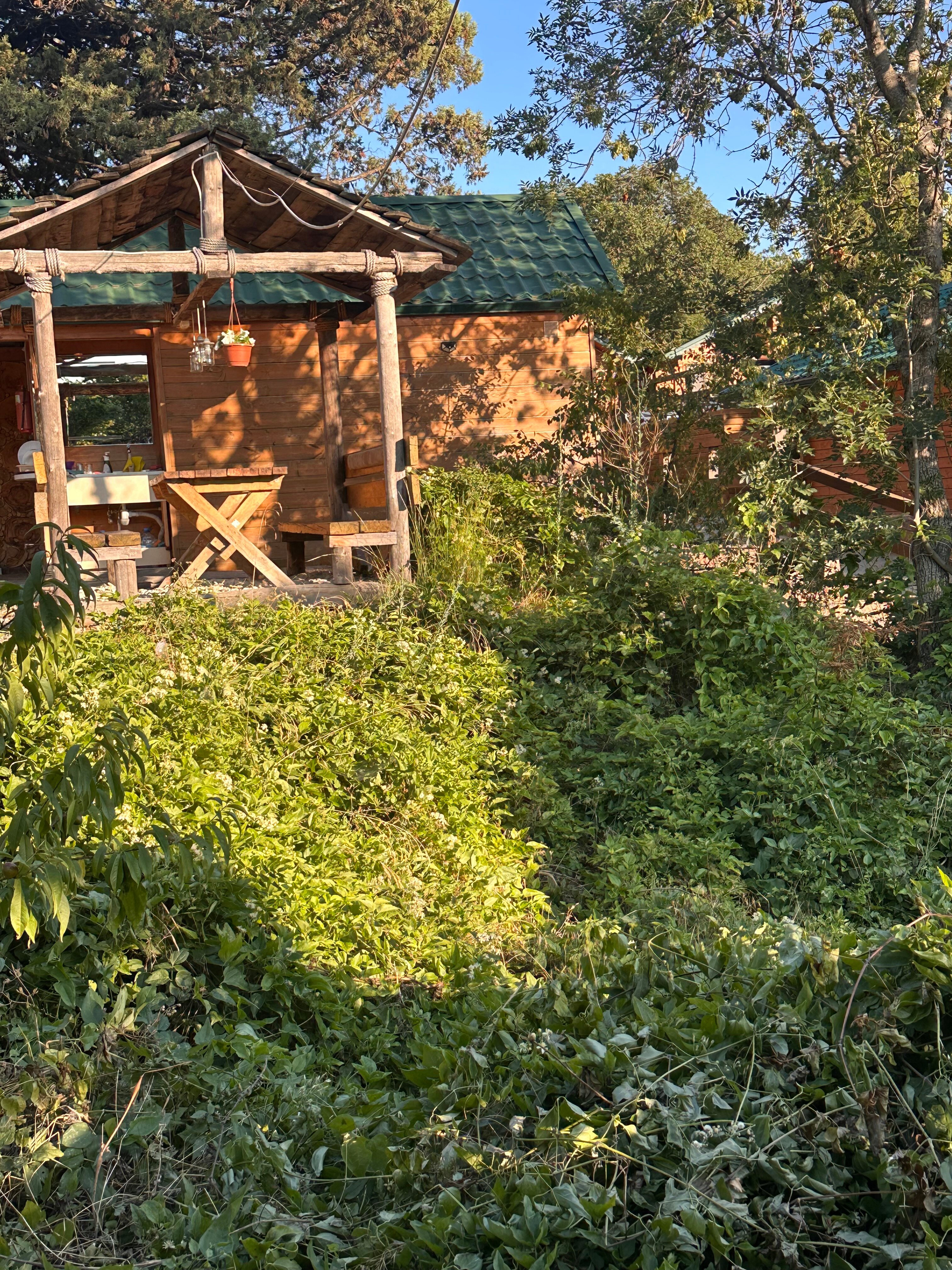 Фото Лесной дворик