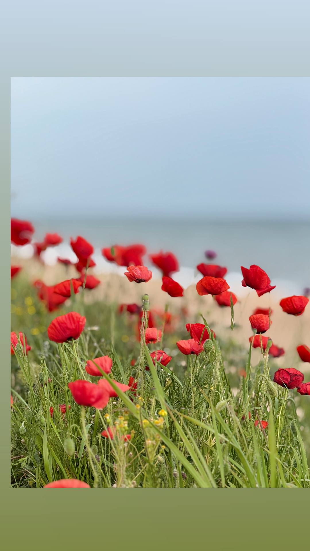 Фото Сказка ИНН