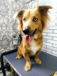 Вертихвост (Tsentralniy Microdistrict, Moskovskaya Street, 20к4), pet salon