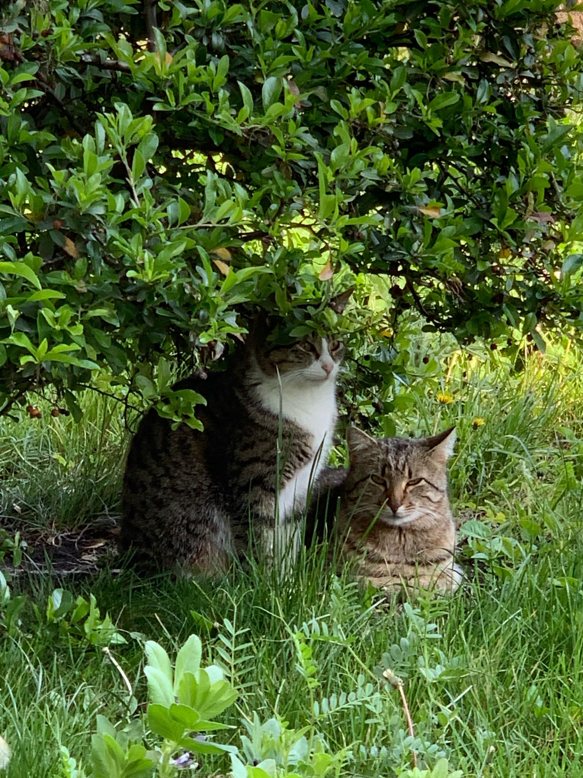Фото ГринПарк