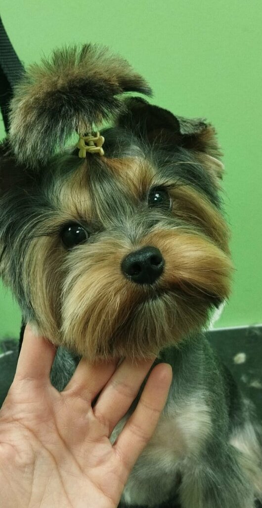 Zoosalon, zoobərbərxana Зоомойка, Sankt‑Peterburq, foto