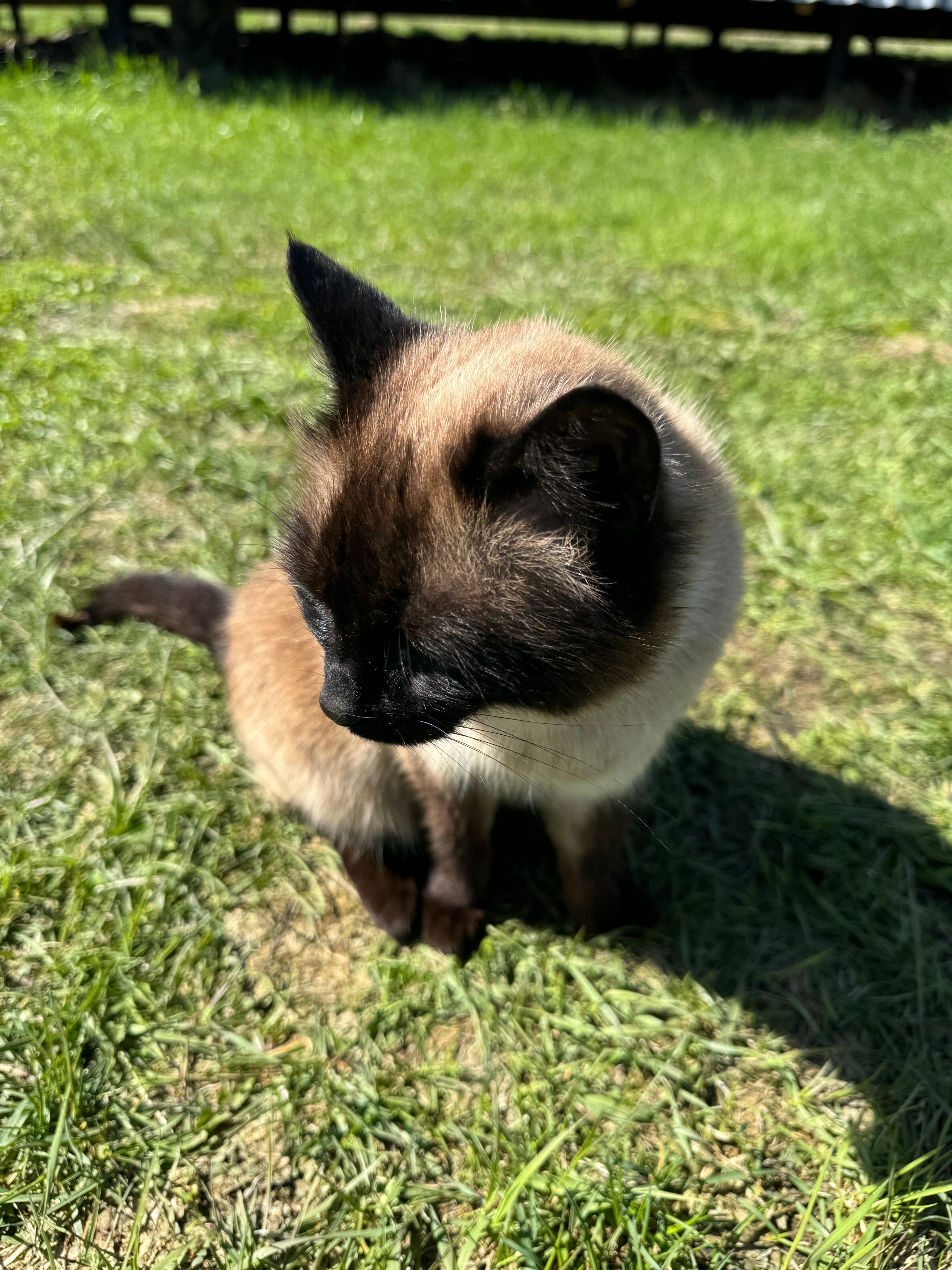 Фото Эко-усадьба Никольское