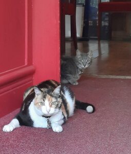 Гостиница Hotel Arnaud Bernard