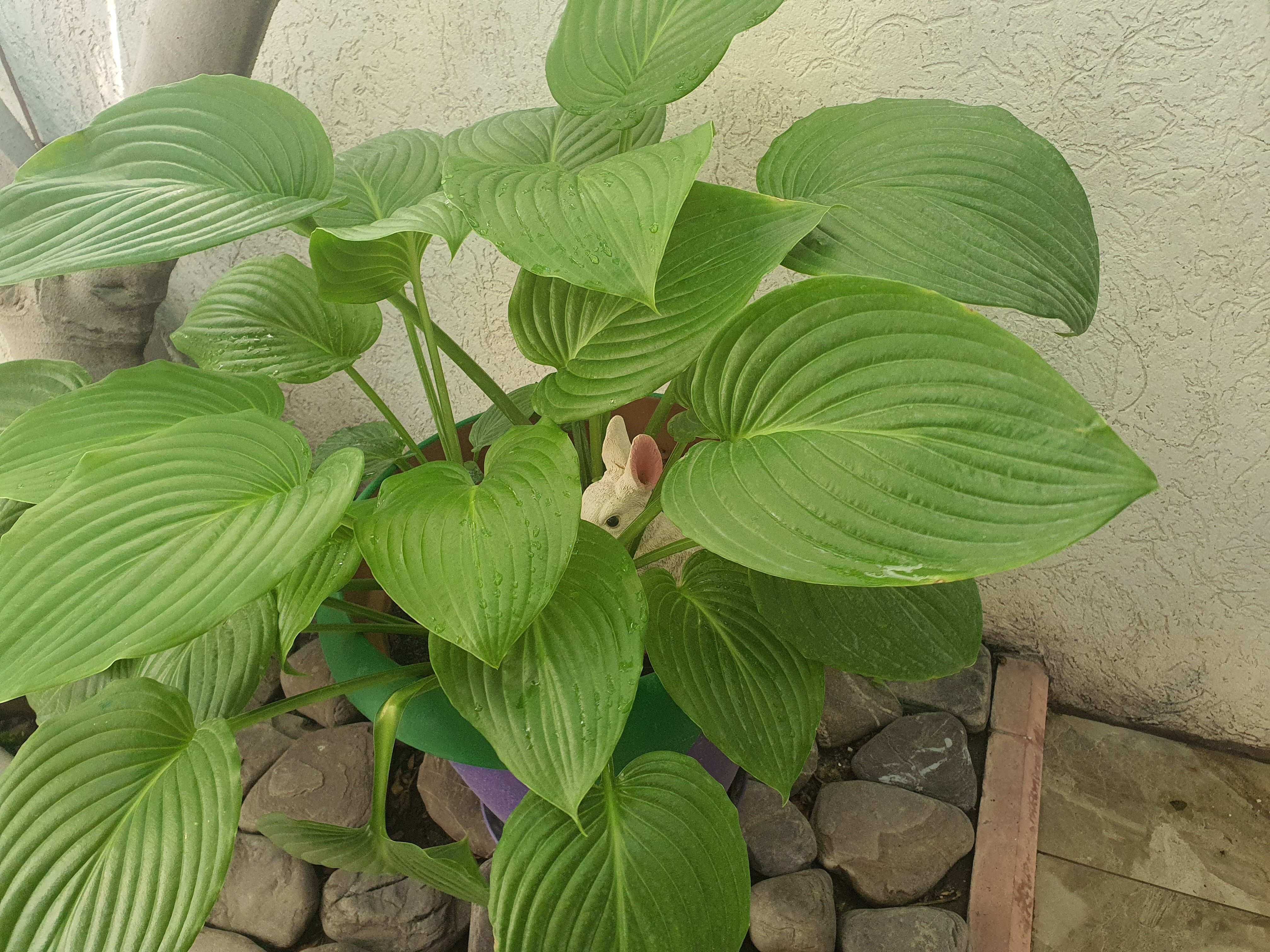 Фото Георич