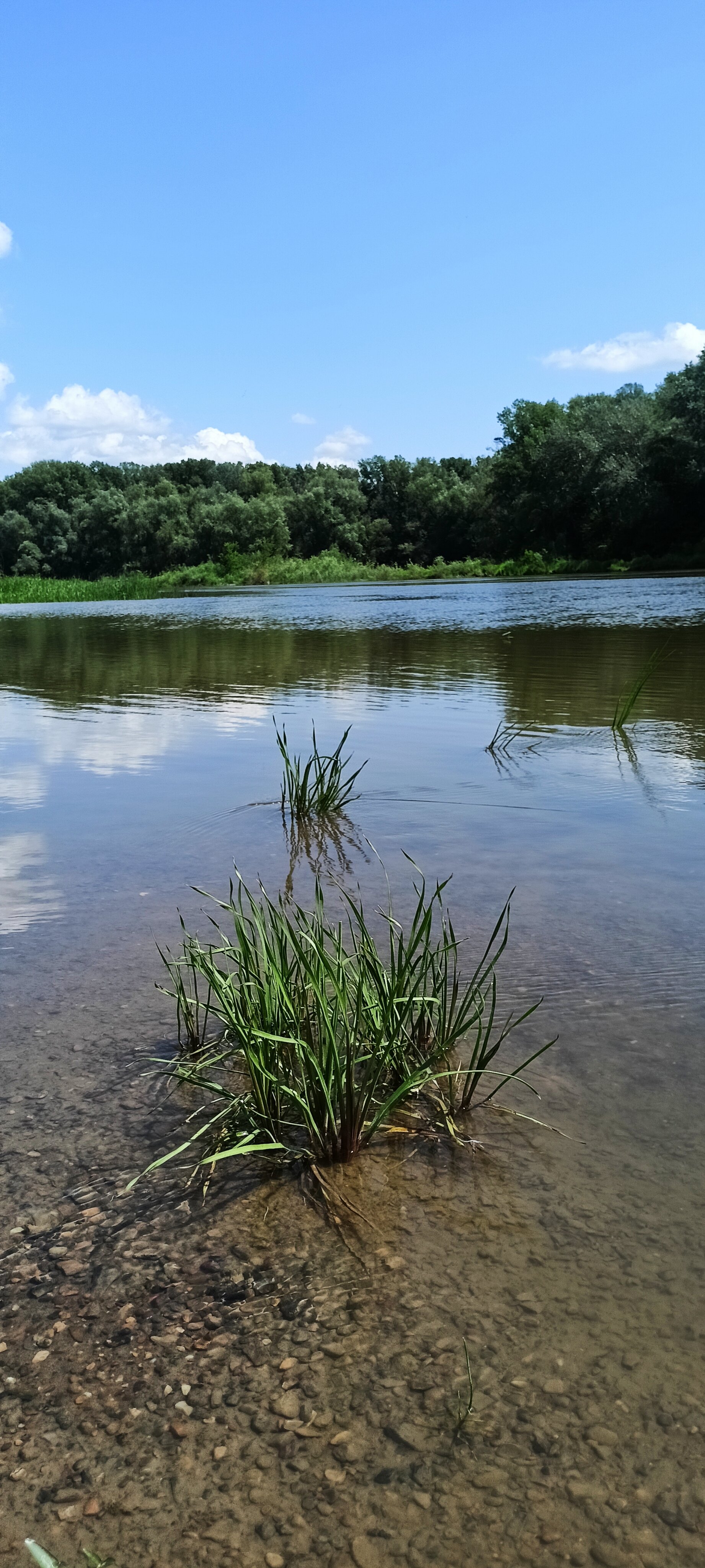 Фото Нежинка