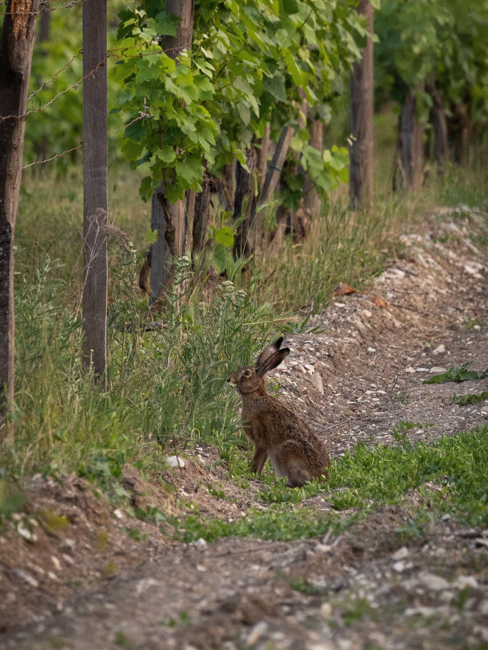 Фото Бюрнье