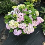 Duzce Koru Landscape Nursery (Duzce, Düzce Merkez, Yeni Taşköprü Merkez Mah., 18019. Sok., 28), plant nursery