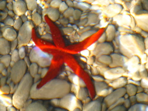 Фото Apartments Villa Olea