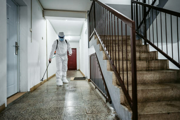 Disinfection, disinsection, deratization Pest Control, Dubai, photo