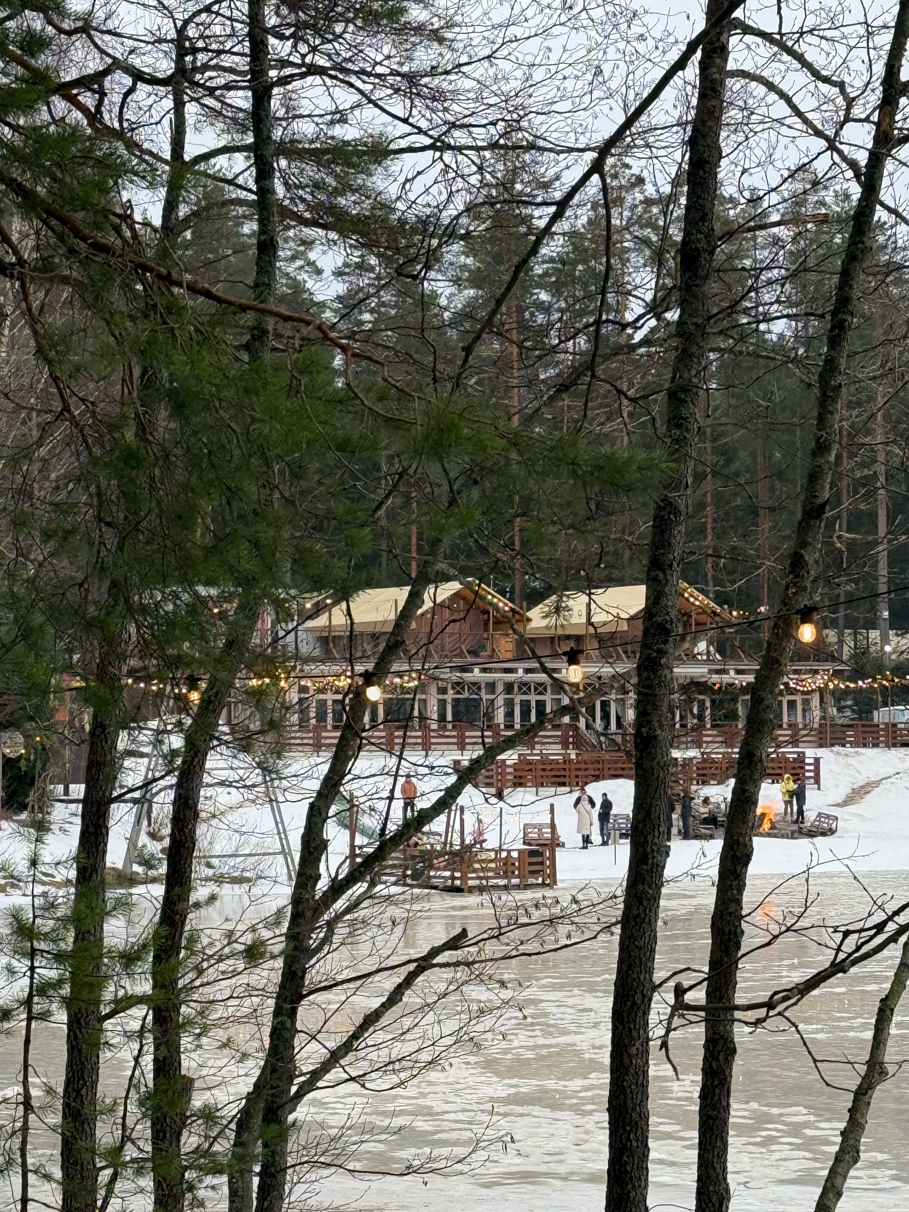 Фото Вереск