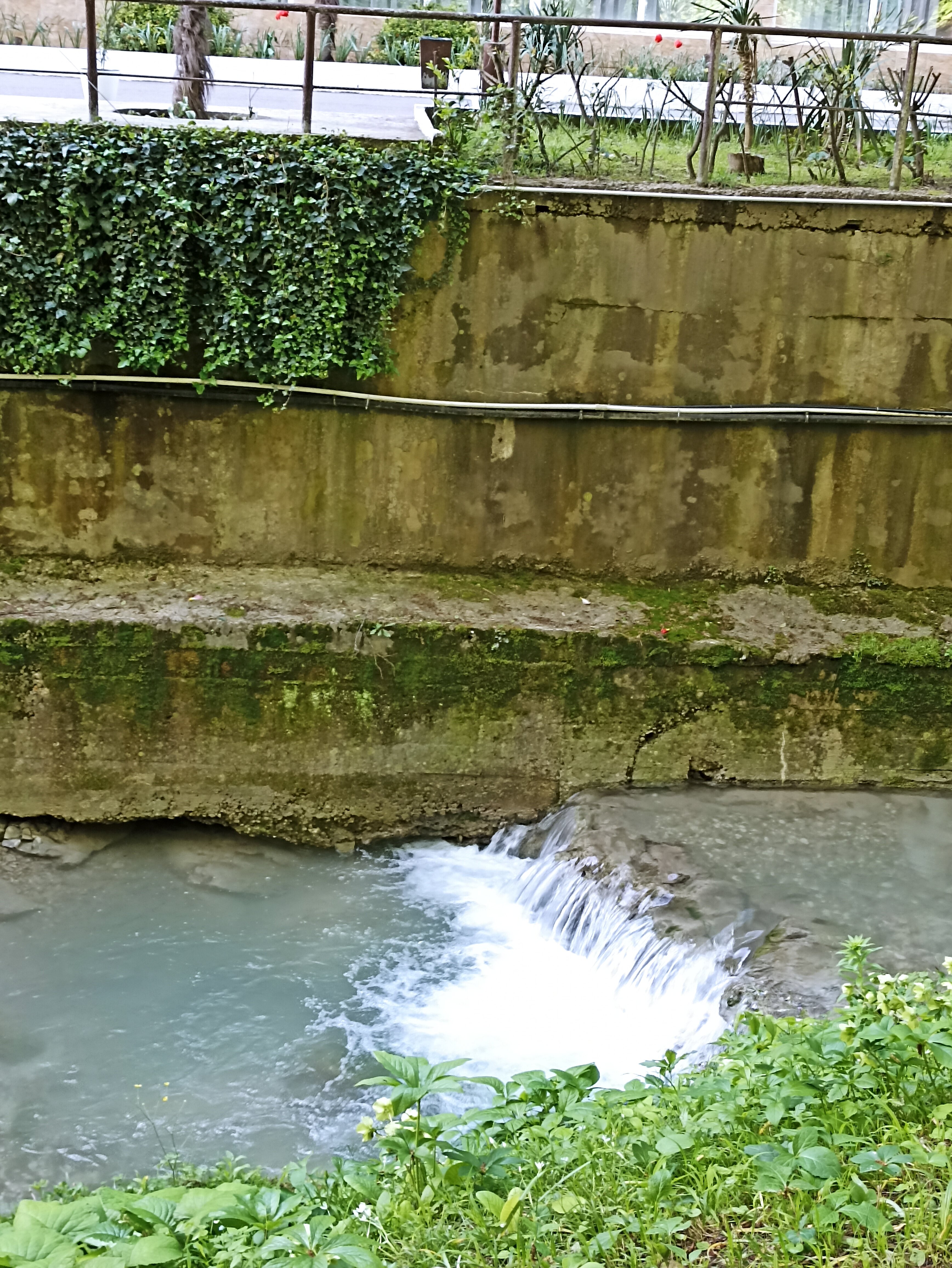 Фото Ласточка