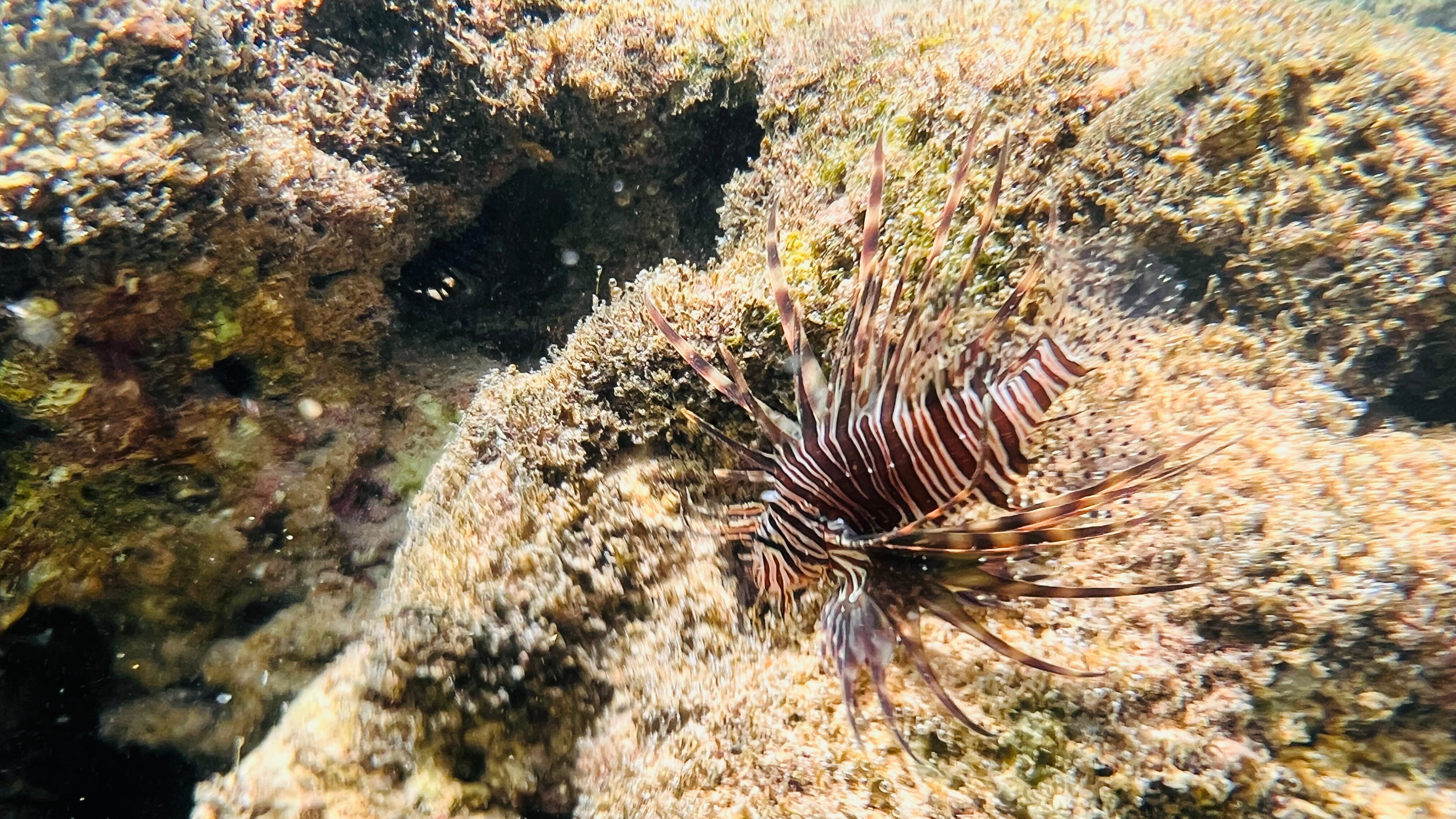 Фото Citrus Hikkaduwa