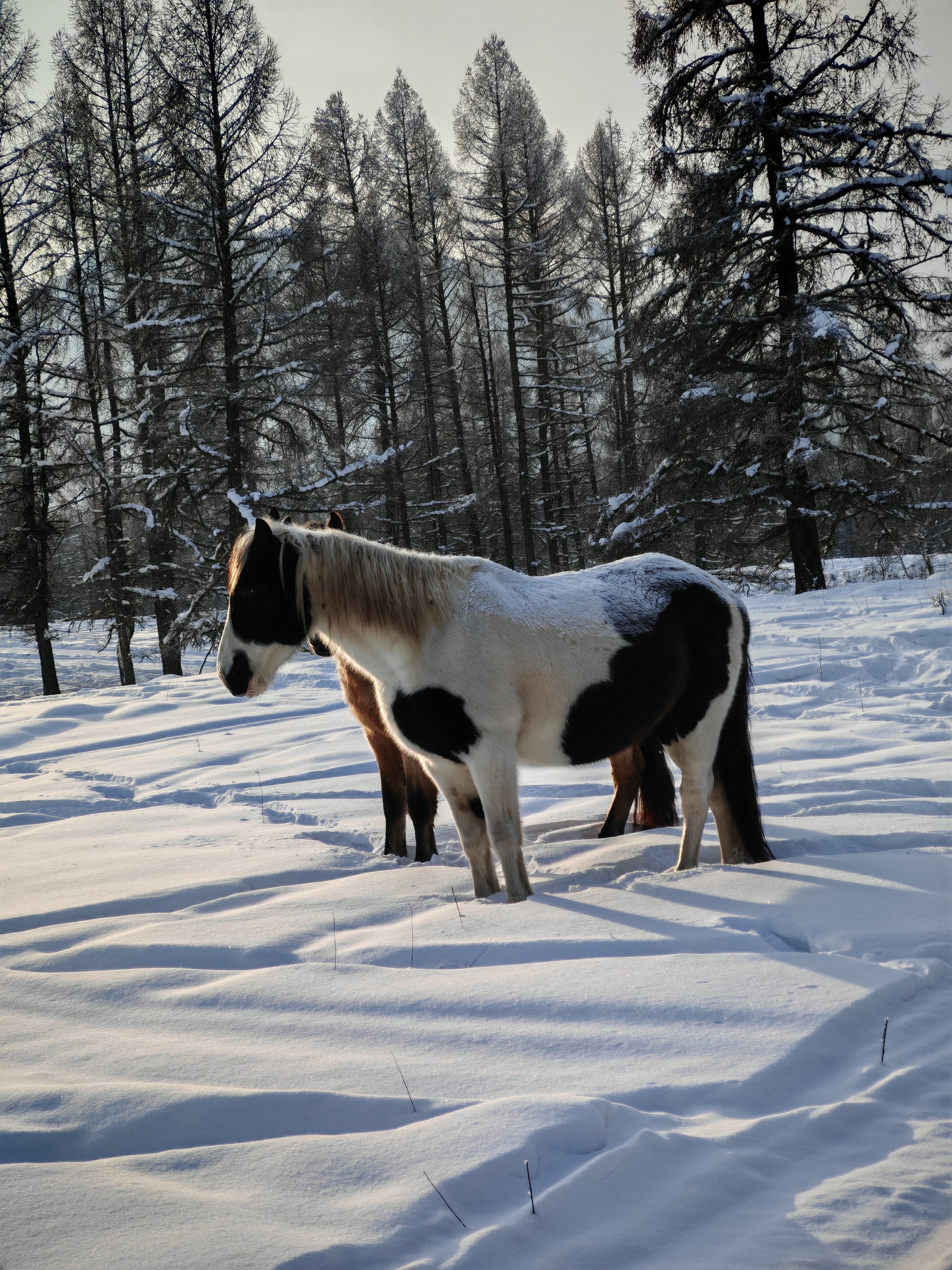 Фото Уймонская Жемчужина